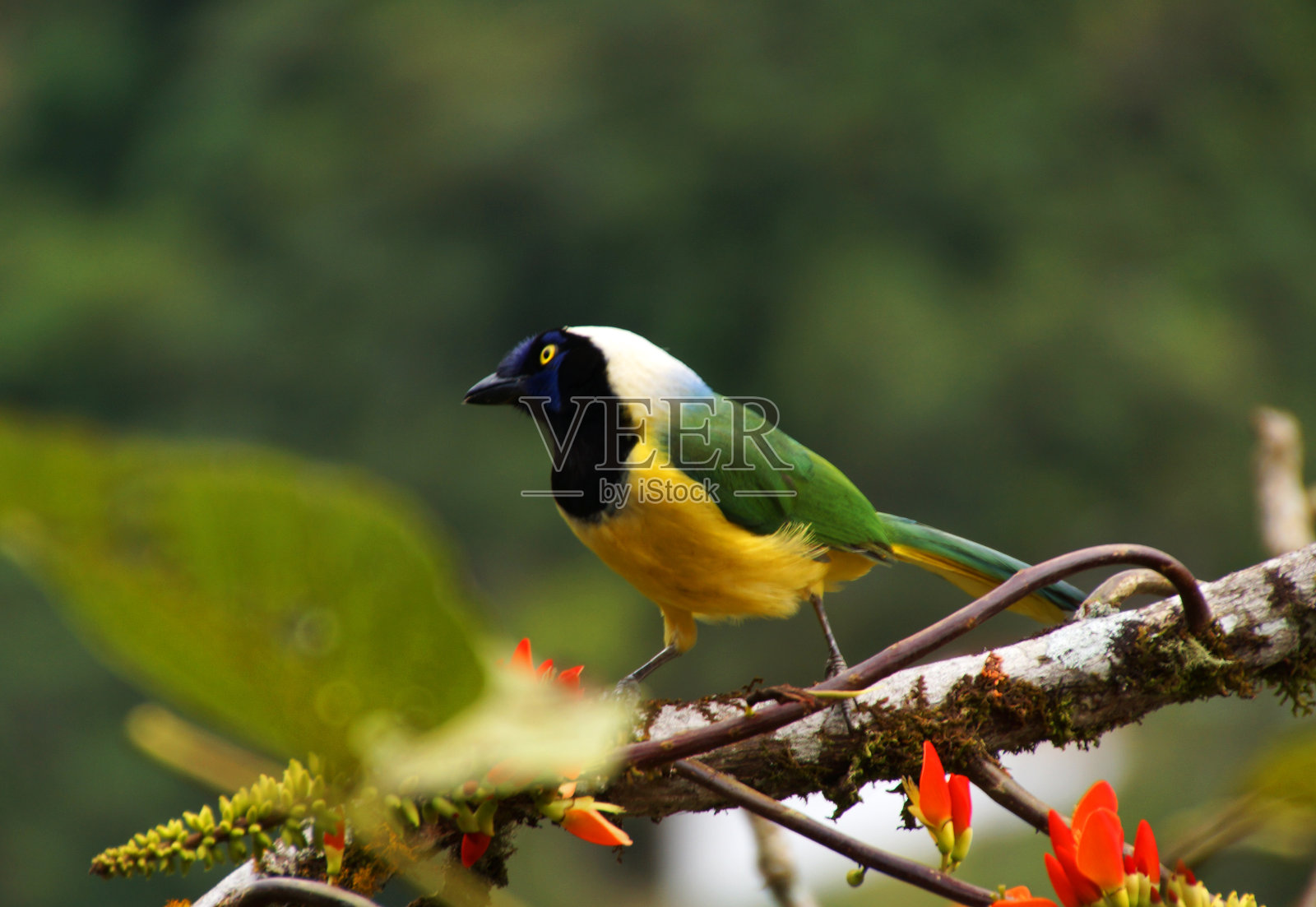 连帽山唐纳雀照片摄影图片