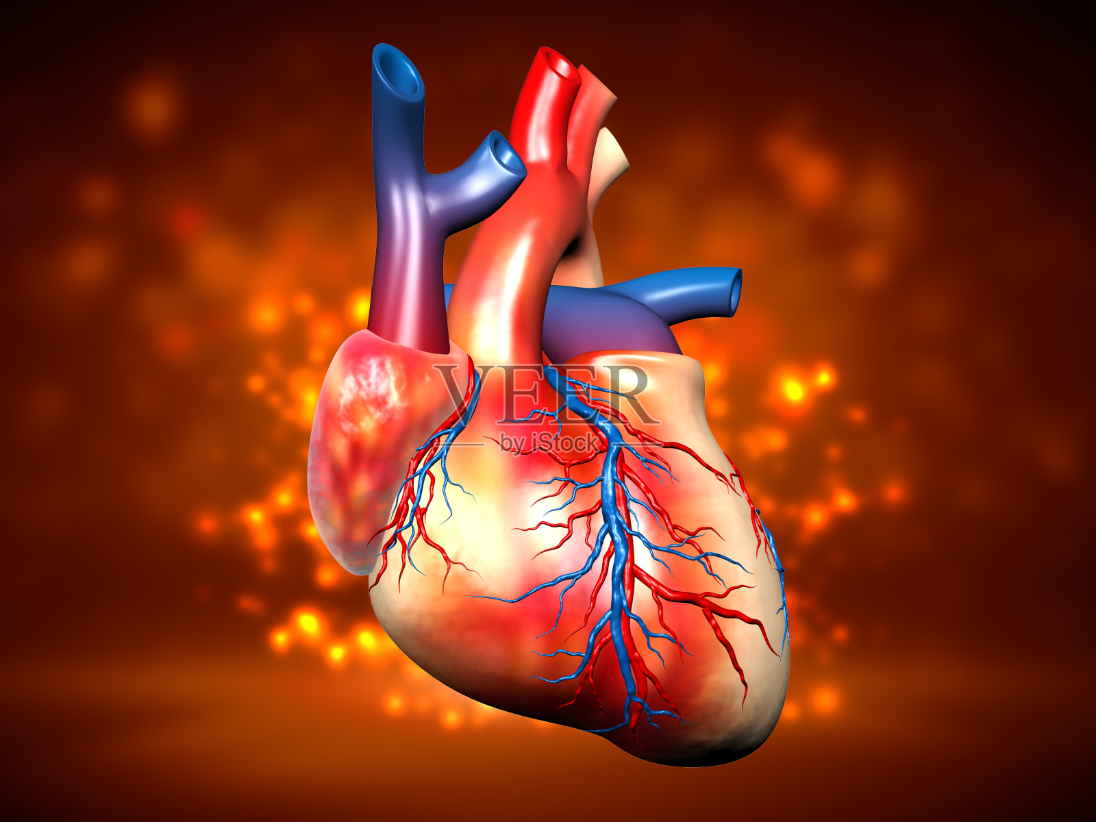 人类的心脏照片摄影图片