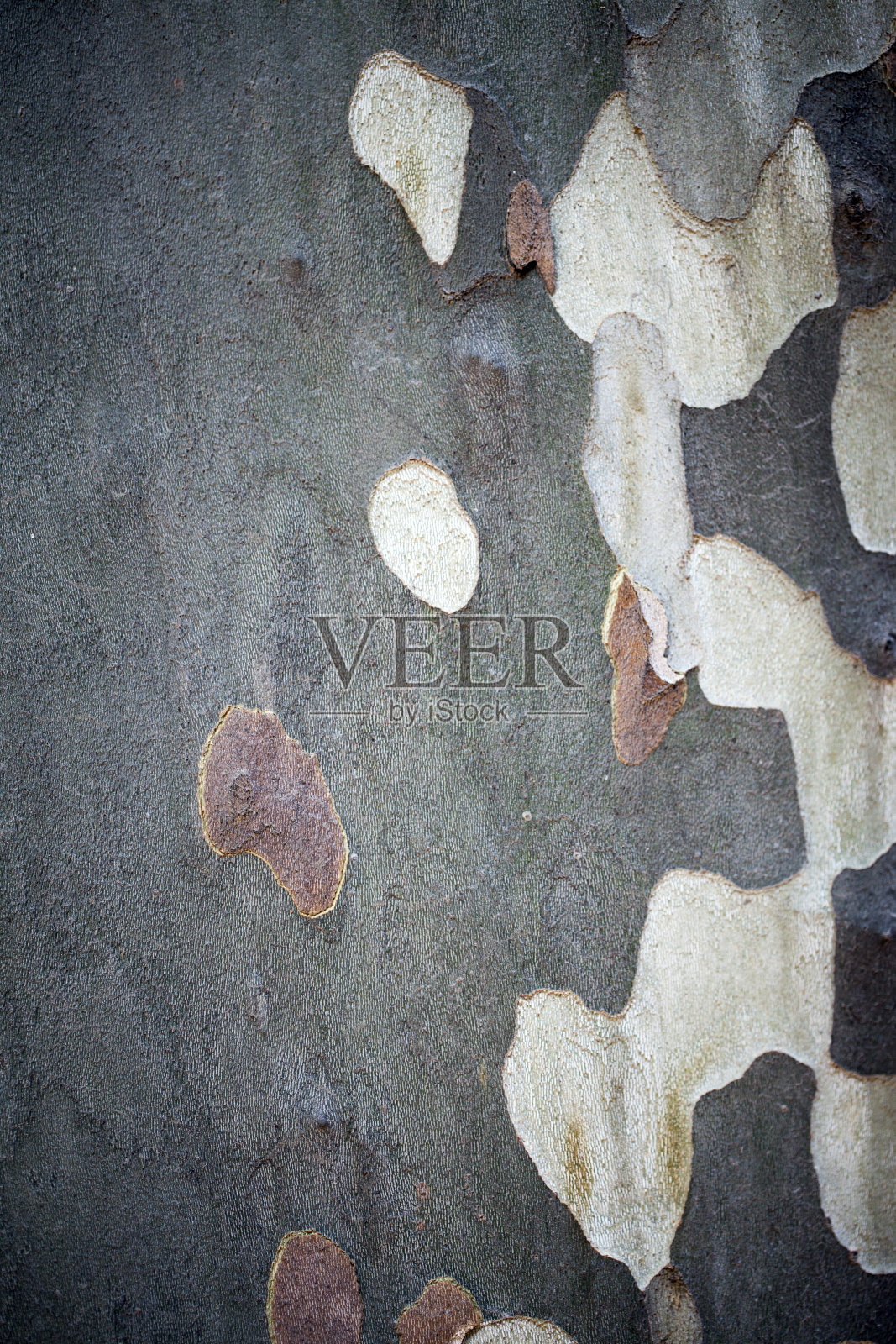 天然树木材树皮树干照片摄影图片