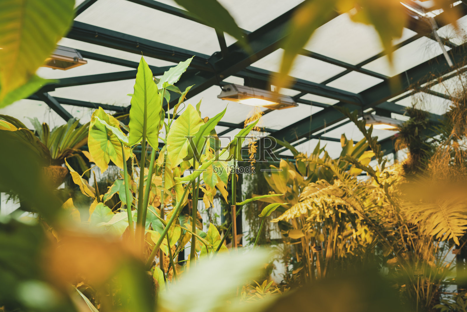 热带温室的屋顶，从里面可以看到巨大的屋顶高棕榈树照片摄影图片