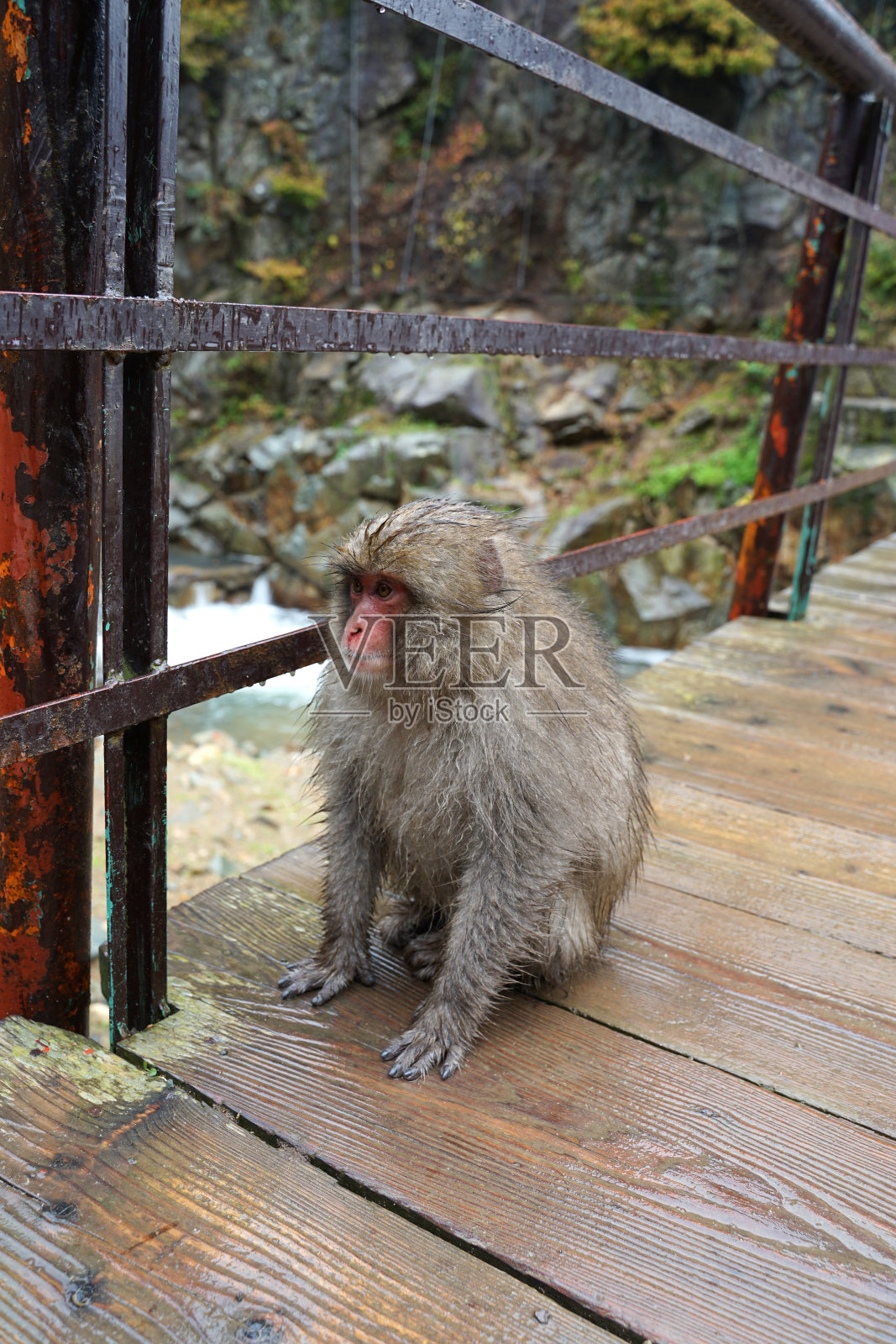 11月，地狱谷猴子公园，一只红脸野猴坐在地上照片摄影图片