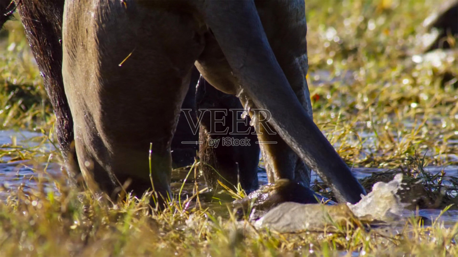狮子腿的特写，奥卡万戈三角洲(奥卡万戈草原)，博茨瓦纳，非洲西南部照片摄影图片