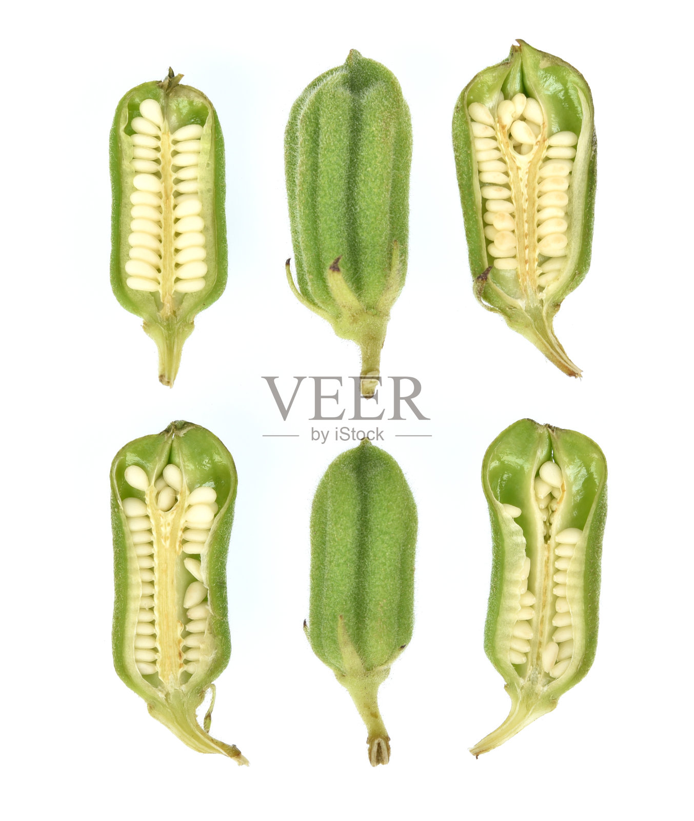 白芝麻孤立在白色背景上的俯视图照片摄影图片