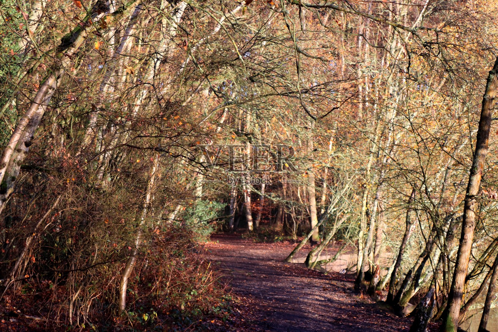 早秋森林湖照片摄影图片