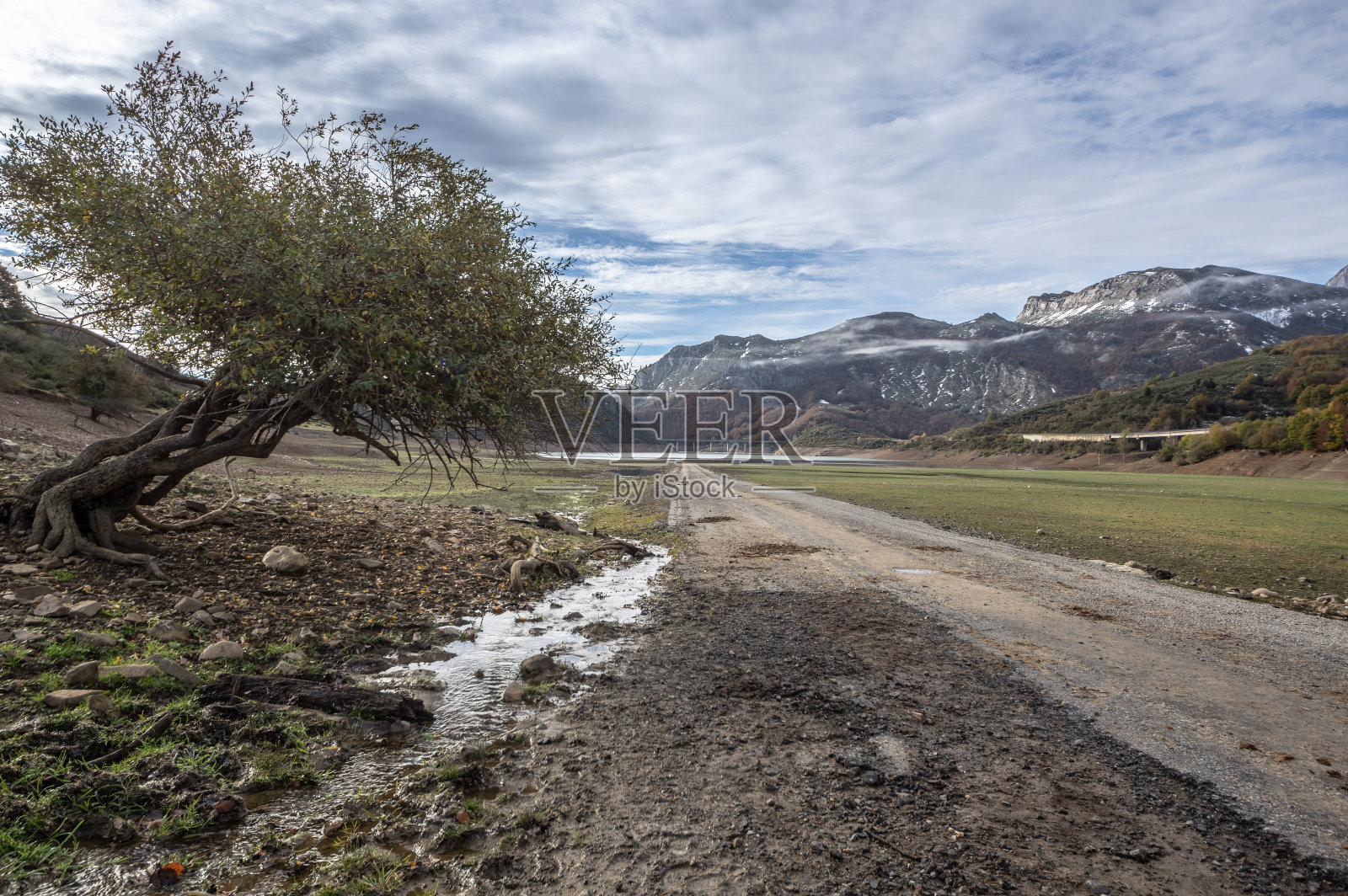 风景摄影在一个山谷中间的一棵树，通常被Riaño水库的水覆盖，在西班牙里昂。照片摄影图片