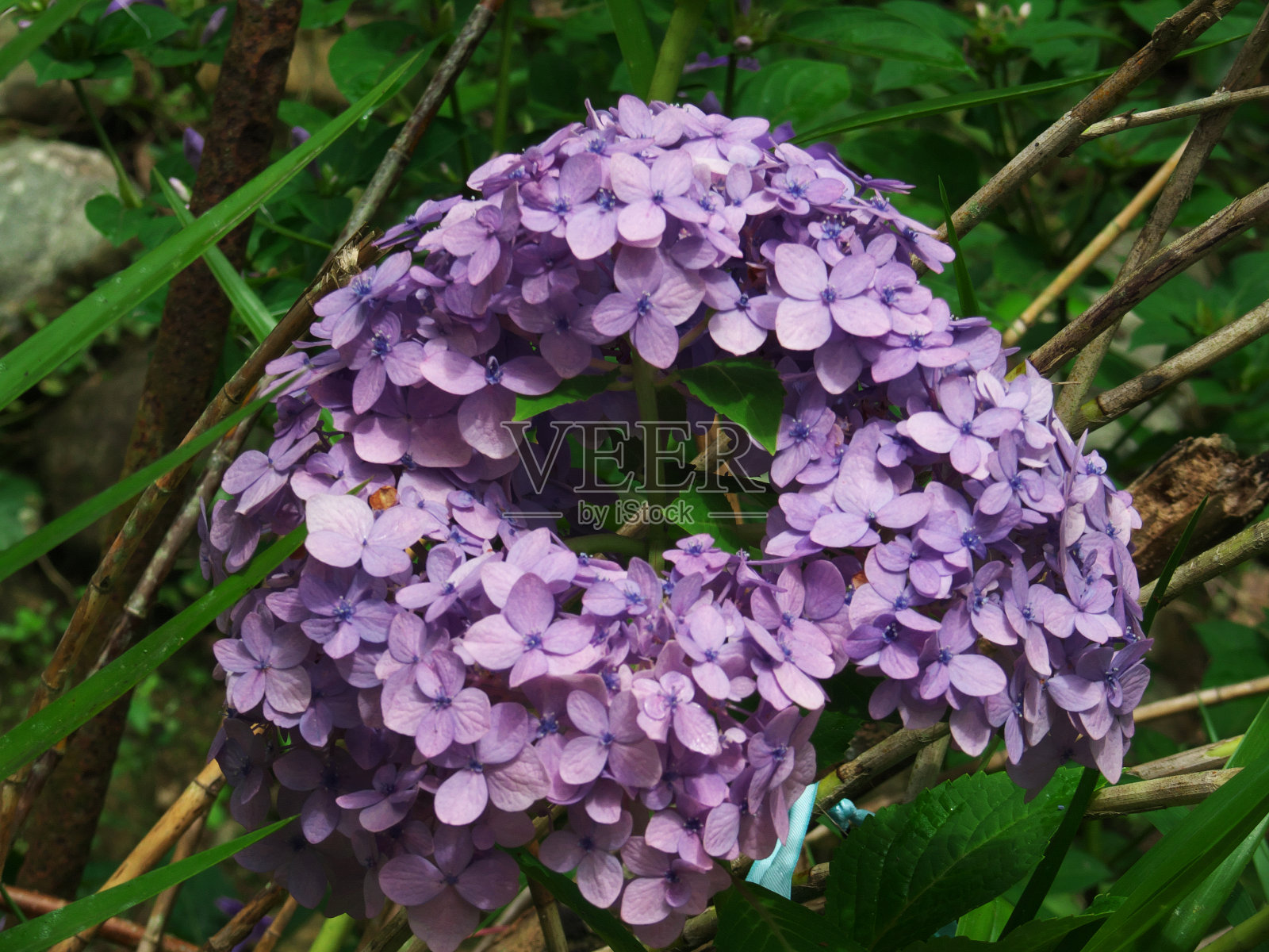 最好的自然。照片摄影图片