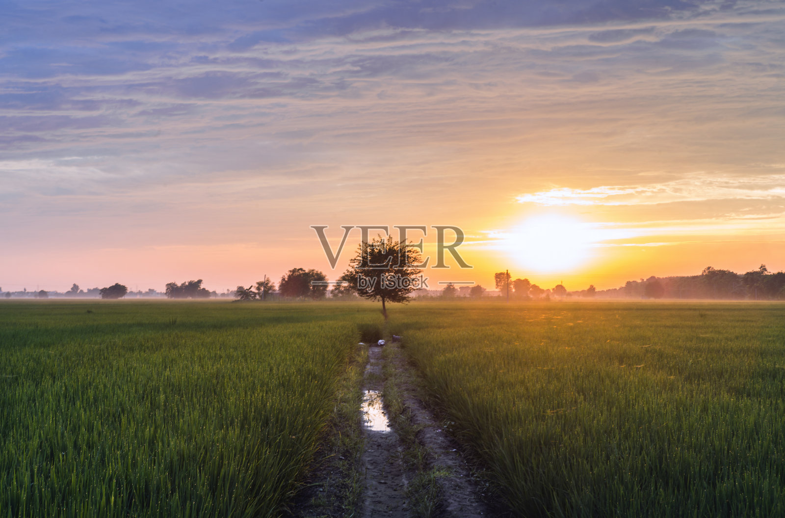 印度农村稻田里的日落照片摄影图片