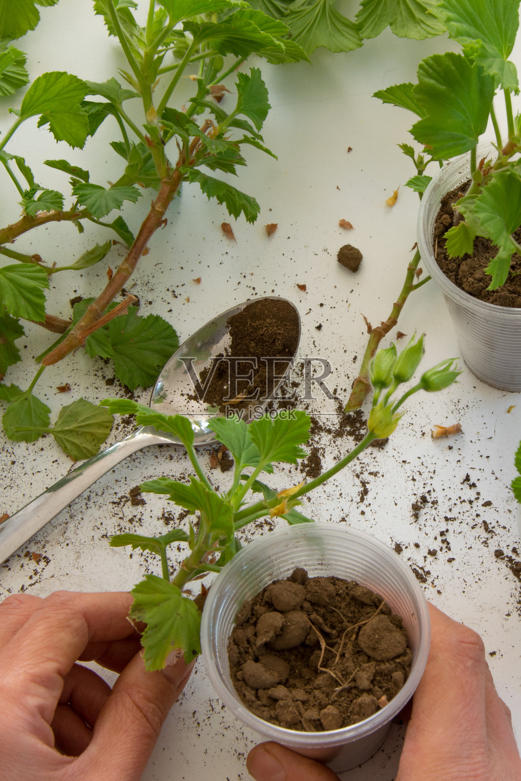 俯视图女子手把天竺葵插枝插在塑料杯里，DIY园艺，工艺品创意照片摄影图片