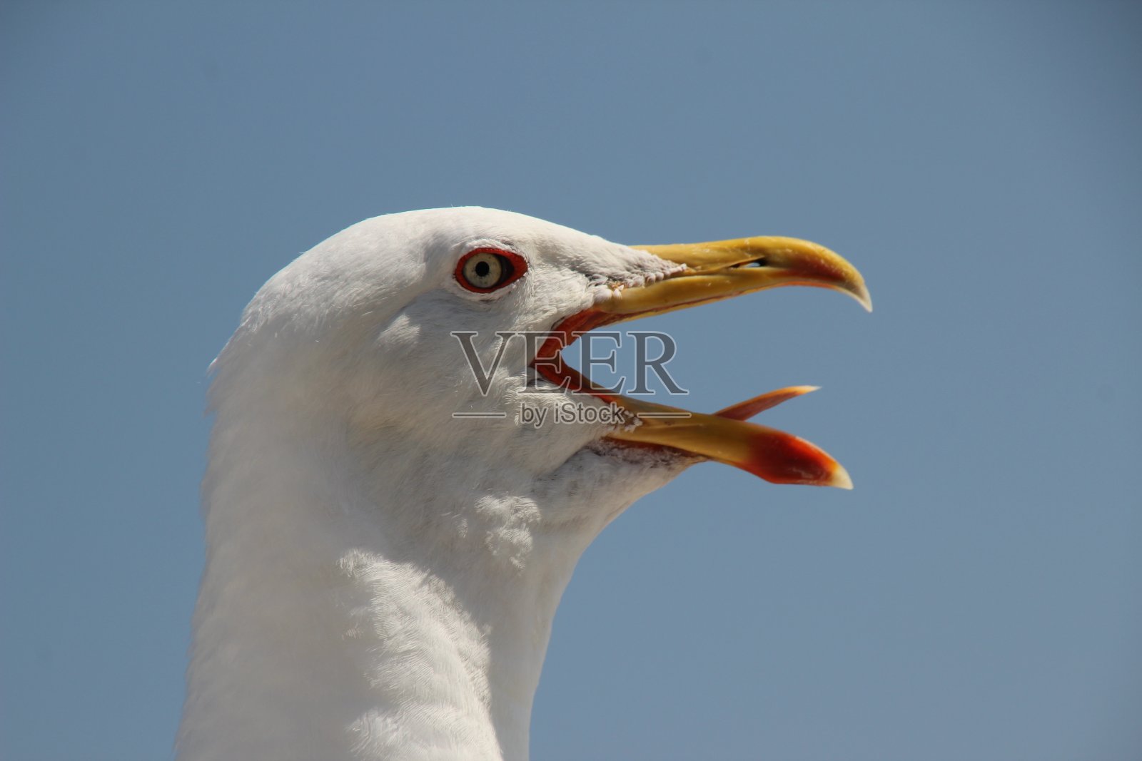 哭了海鸥照片摄影图片