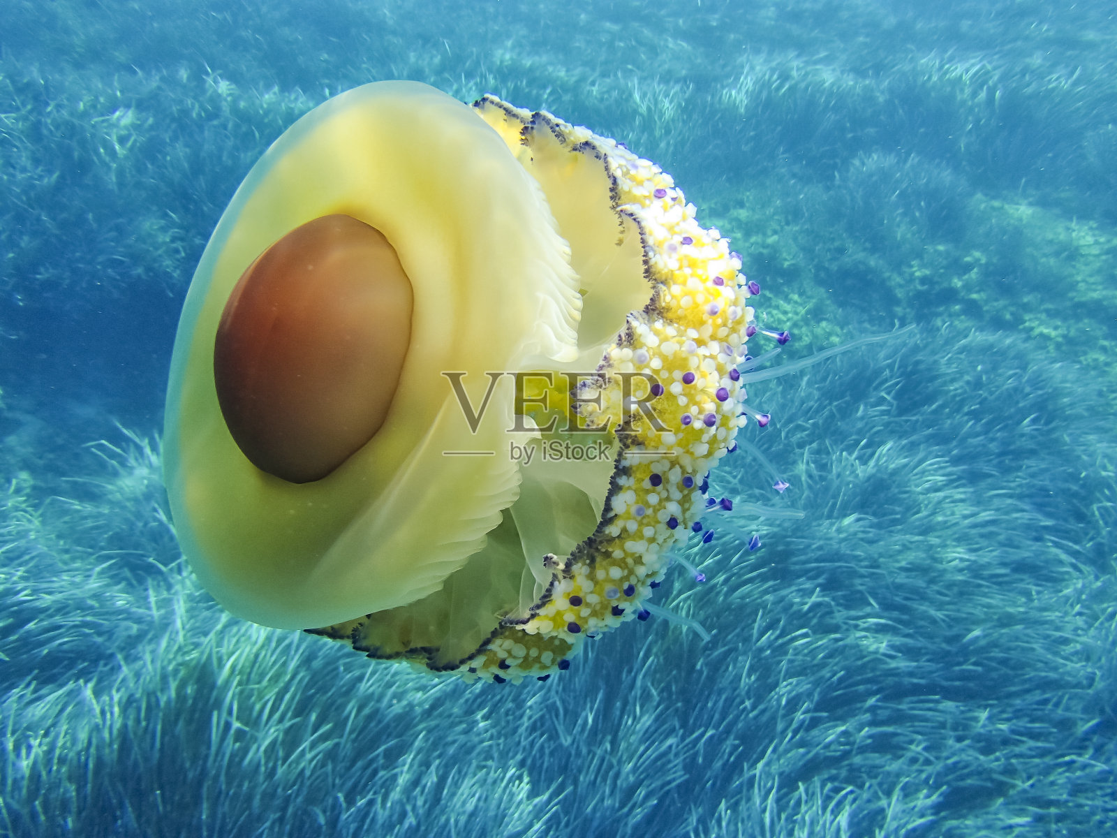 野生的地中海水母或煎蛋水母(子叶水母)。照片摄影图片