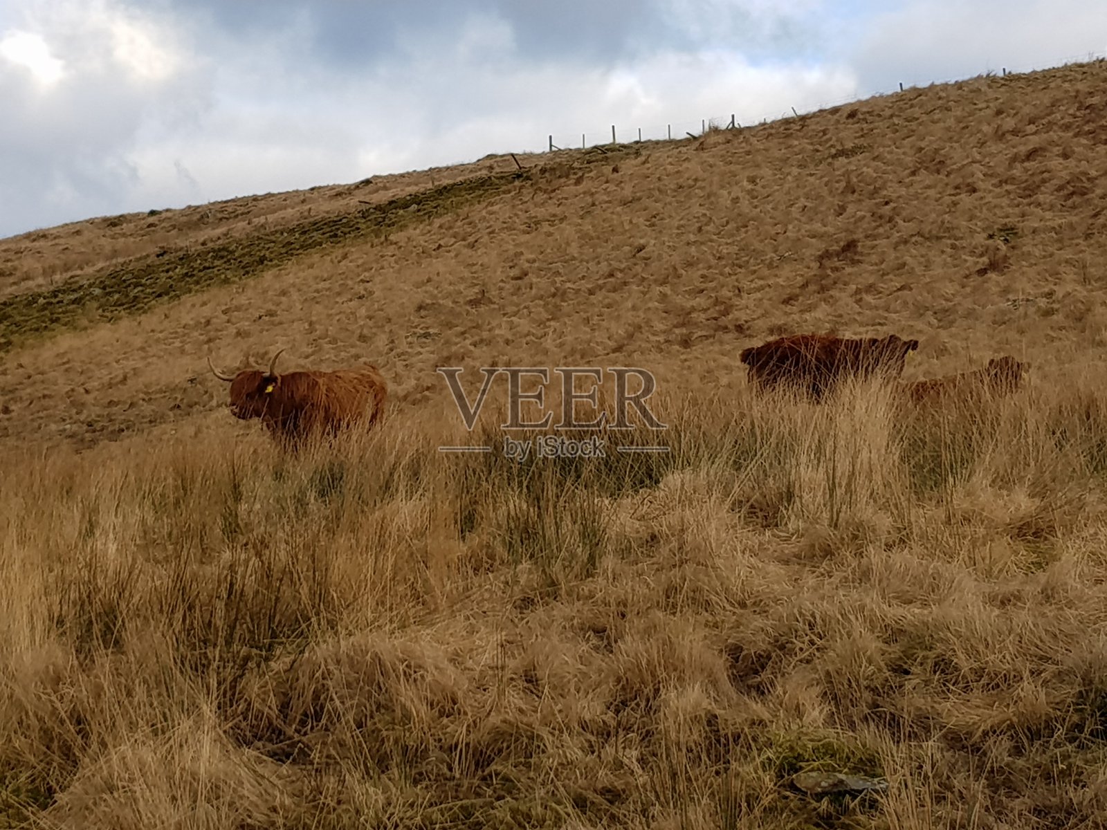 自然环境背景照片摄影图片