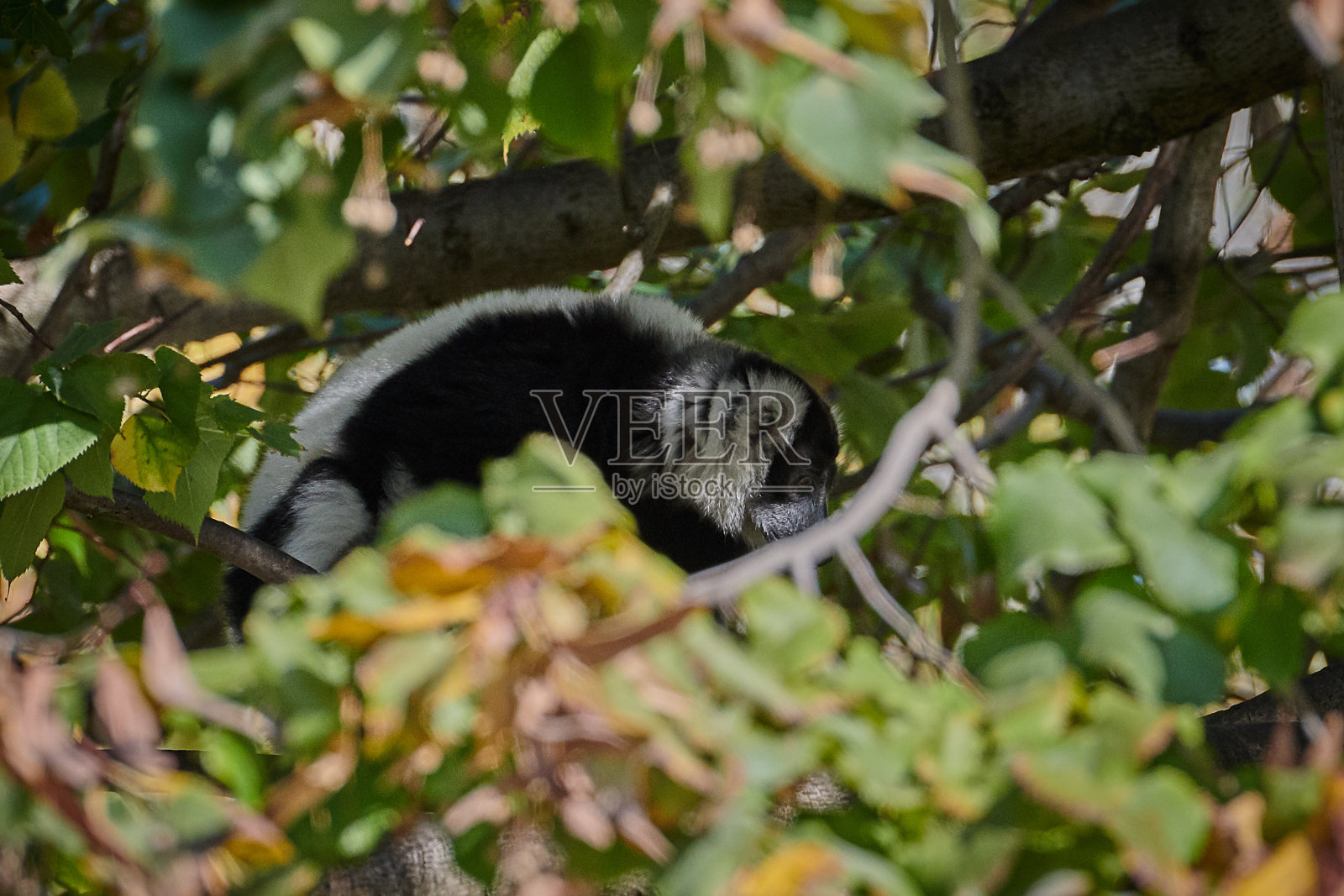 黑白相间的皱狐猴照片摄影图片