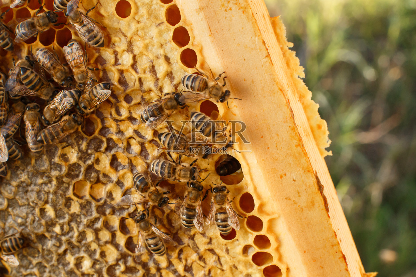在木架上靠近蜂巢，上面有蜜蜂。养蜂的概念照片摄影图片