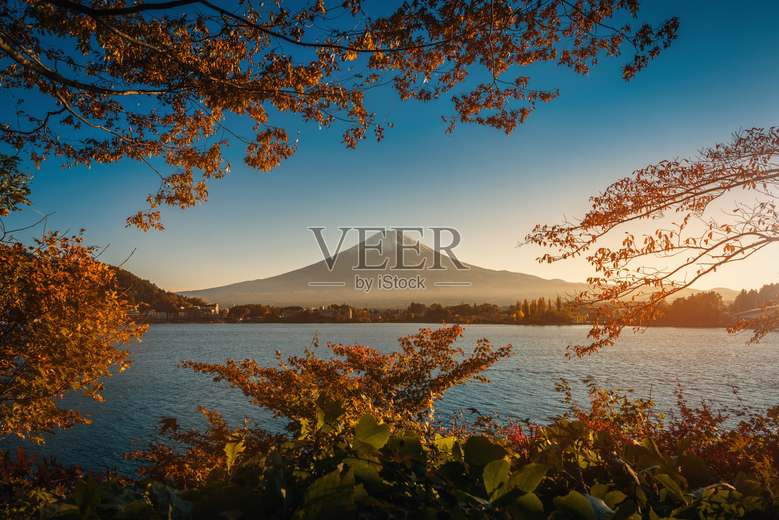 日本藤川口湖上的富士山，夕阳下的秋叶。照片摄影图片