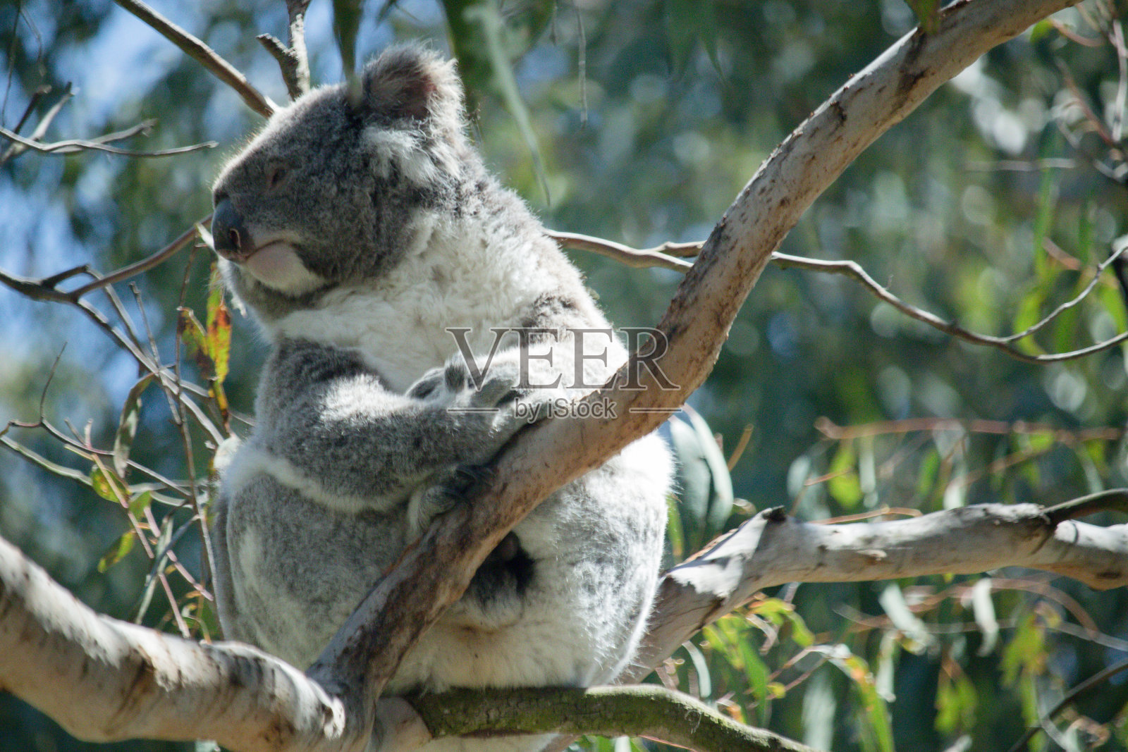 澳大利亚菲利普岛考拉保护中心的考拉晒太阳照片摄影图片