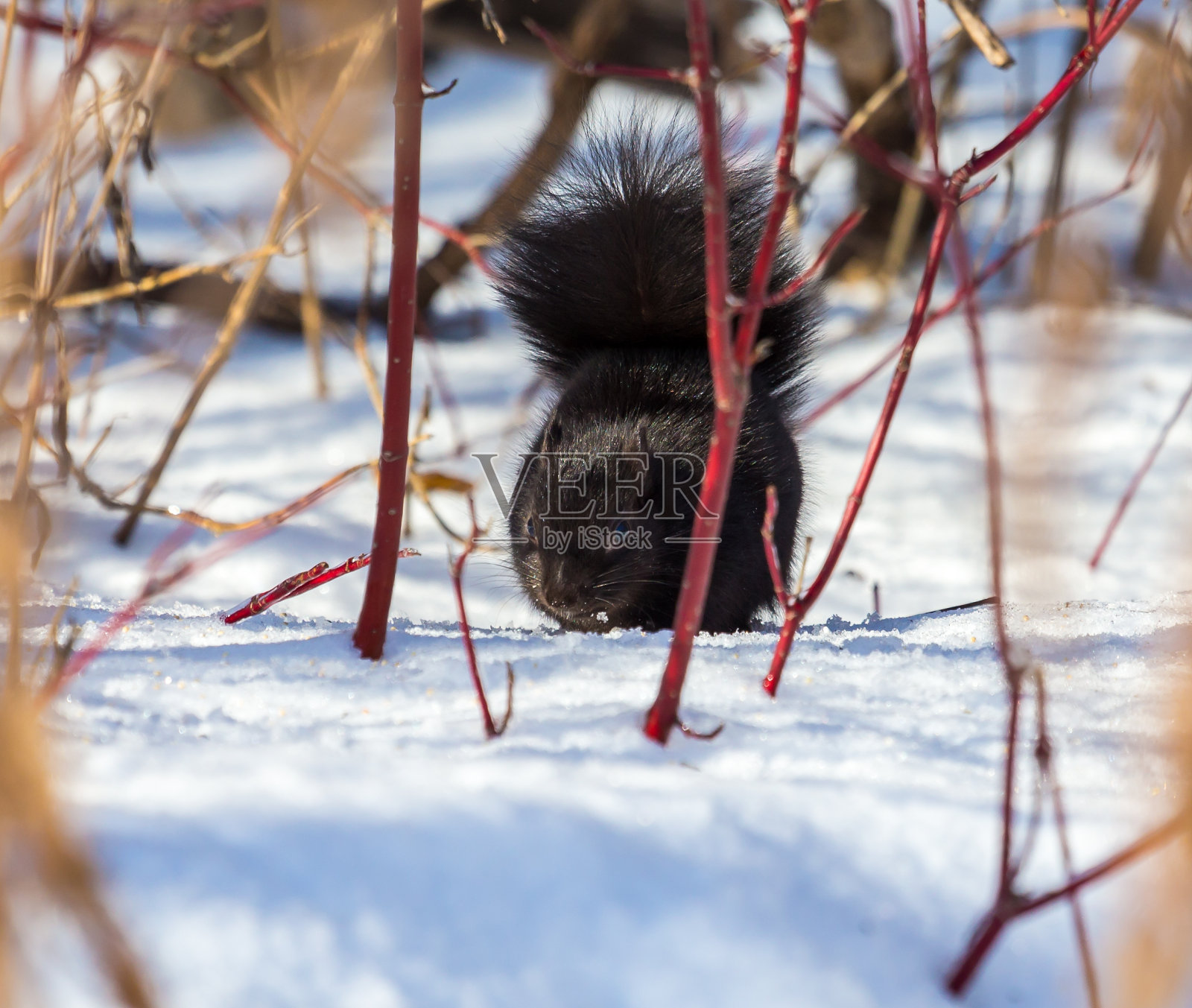 加拿大魁北克省北部森林中觅食的黑松鼠。照片摄影图片