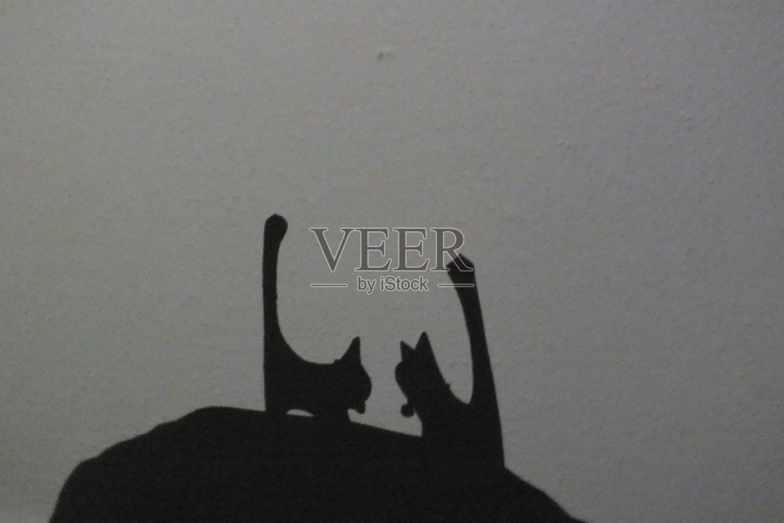 阴影和猫照片摄影图片