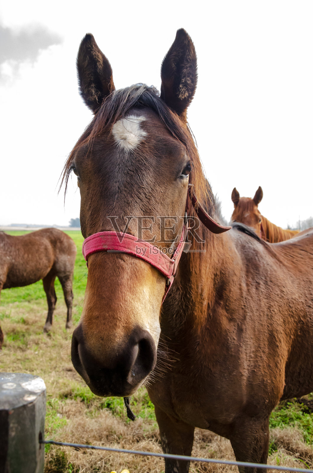 马的正面特写照片摄影图片