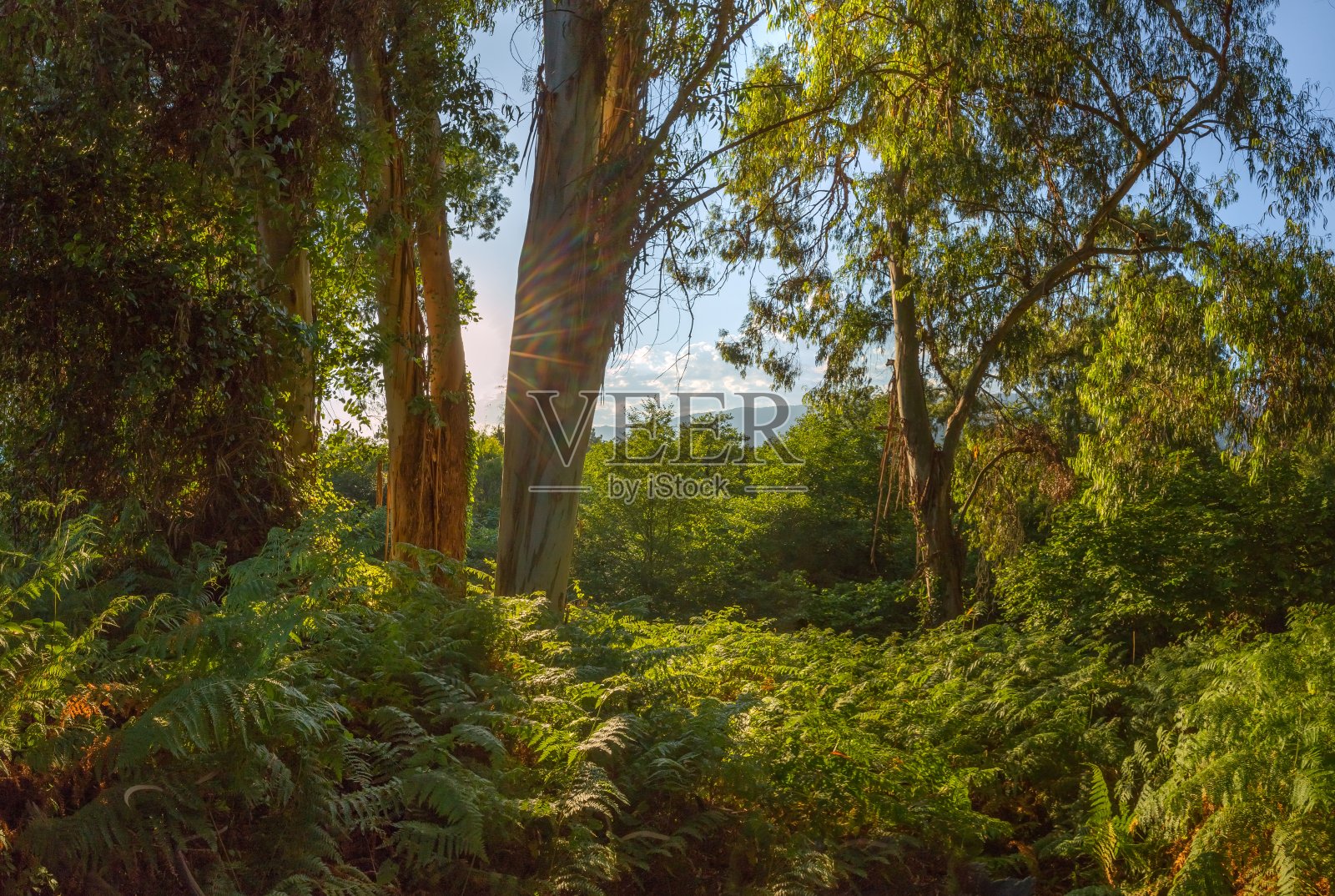 高加索西部的桉树丛林。照片摄影图片