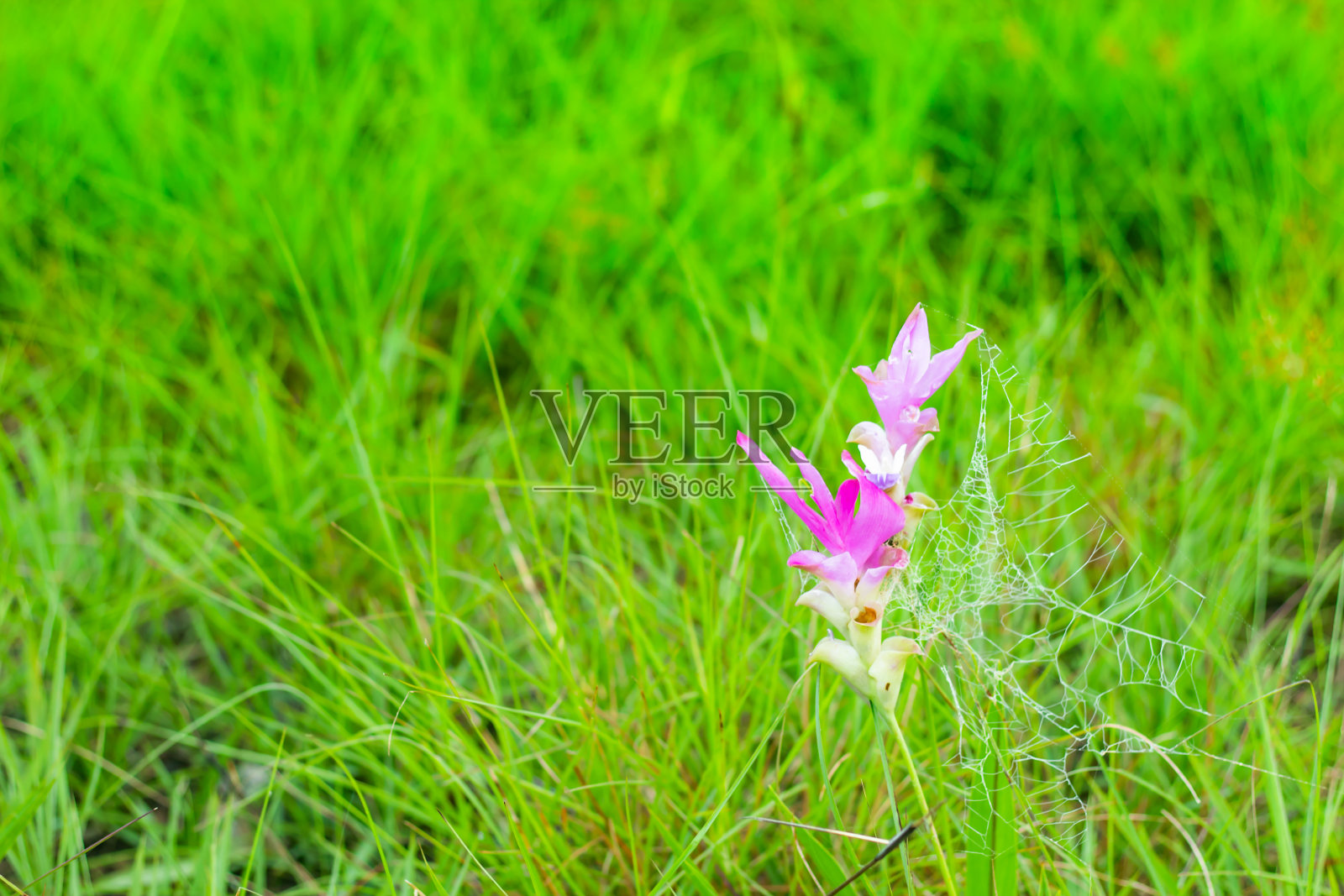 泰国赛通国家公园山上的姜黄和薄雾。照片摄影图片