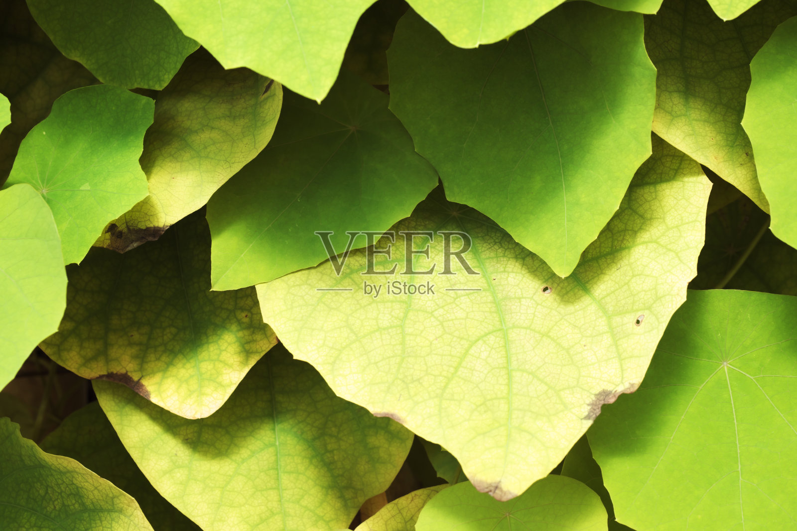 植物近景照片照片摄影图片