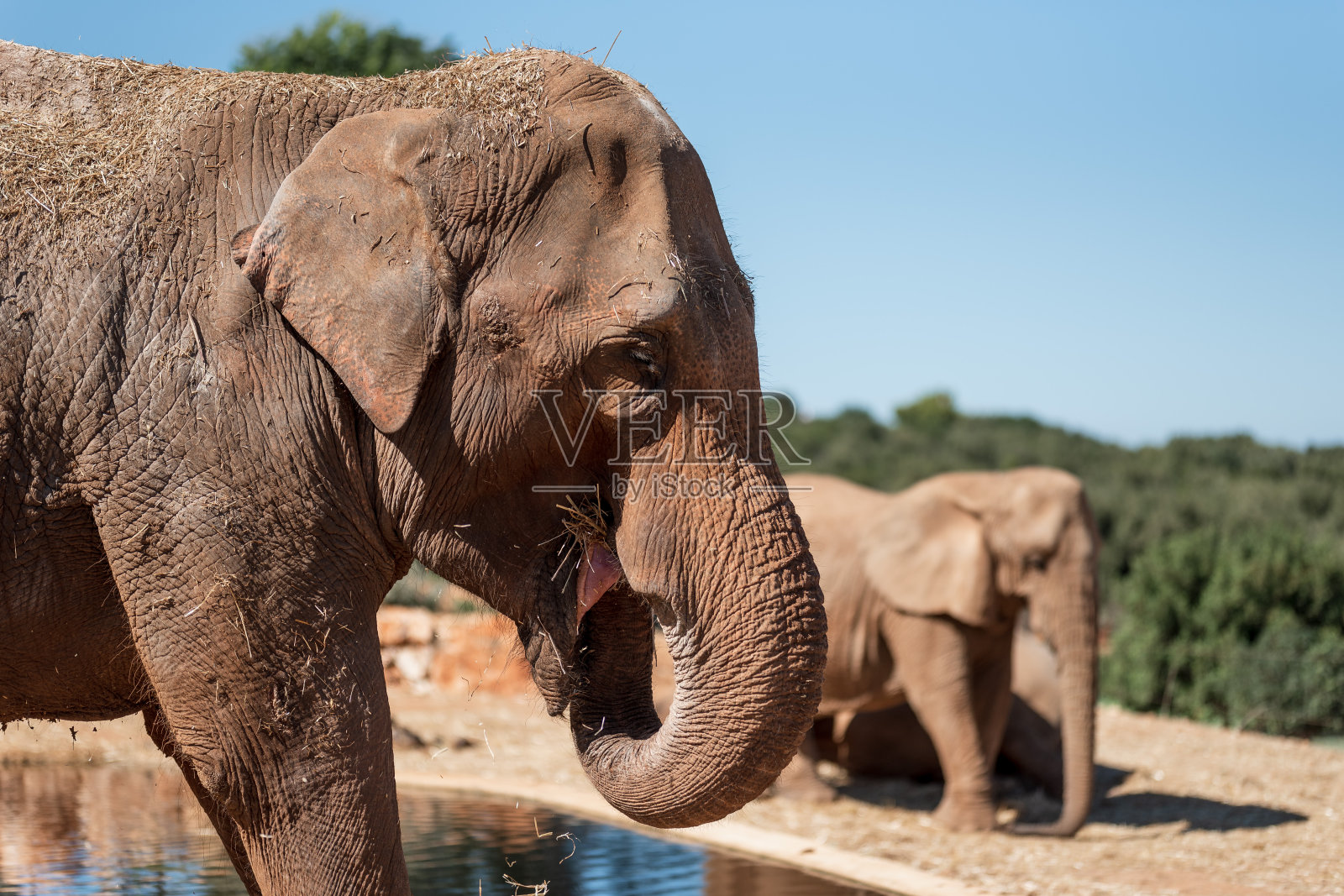 印度象照片摄影图片