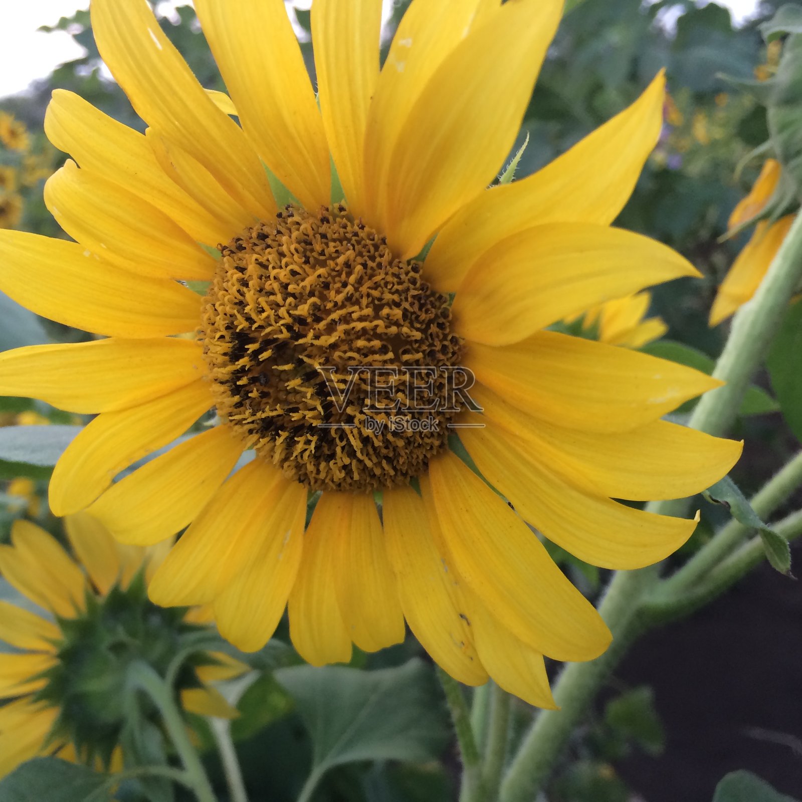 太阳的花照片摄影图片