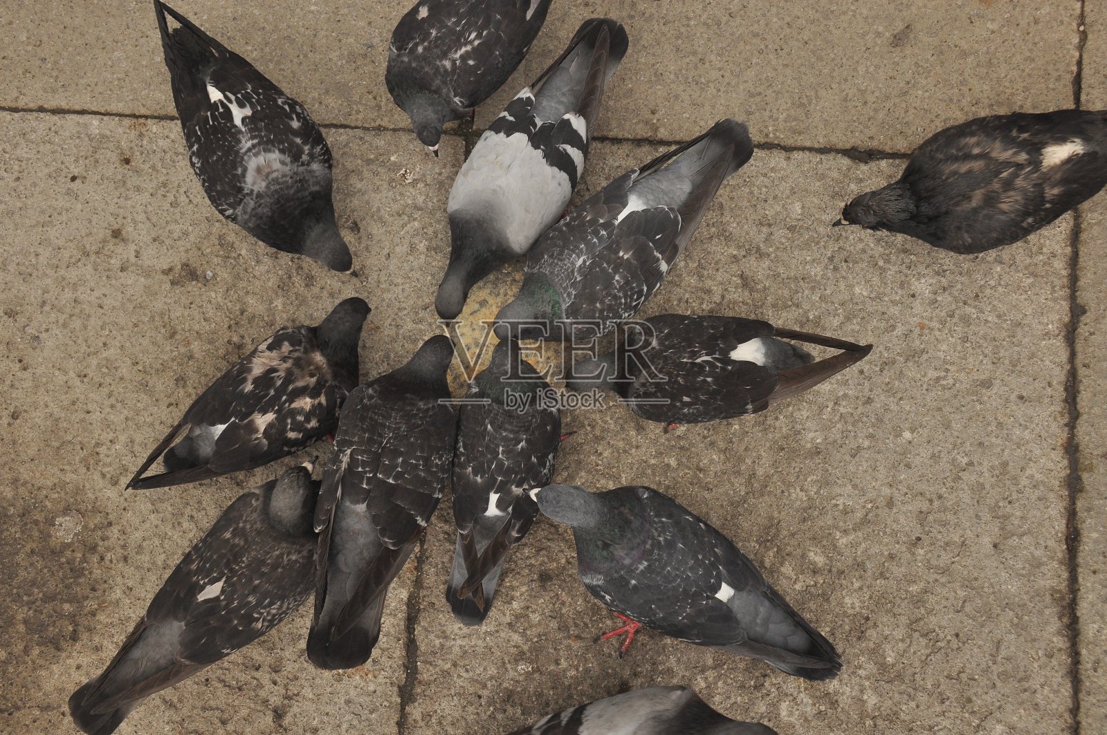 鸽子被捐赠给威尼斯的圣马可广场照片摄影图片
