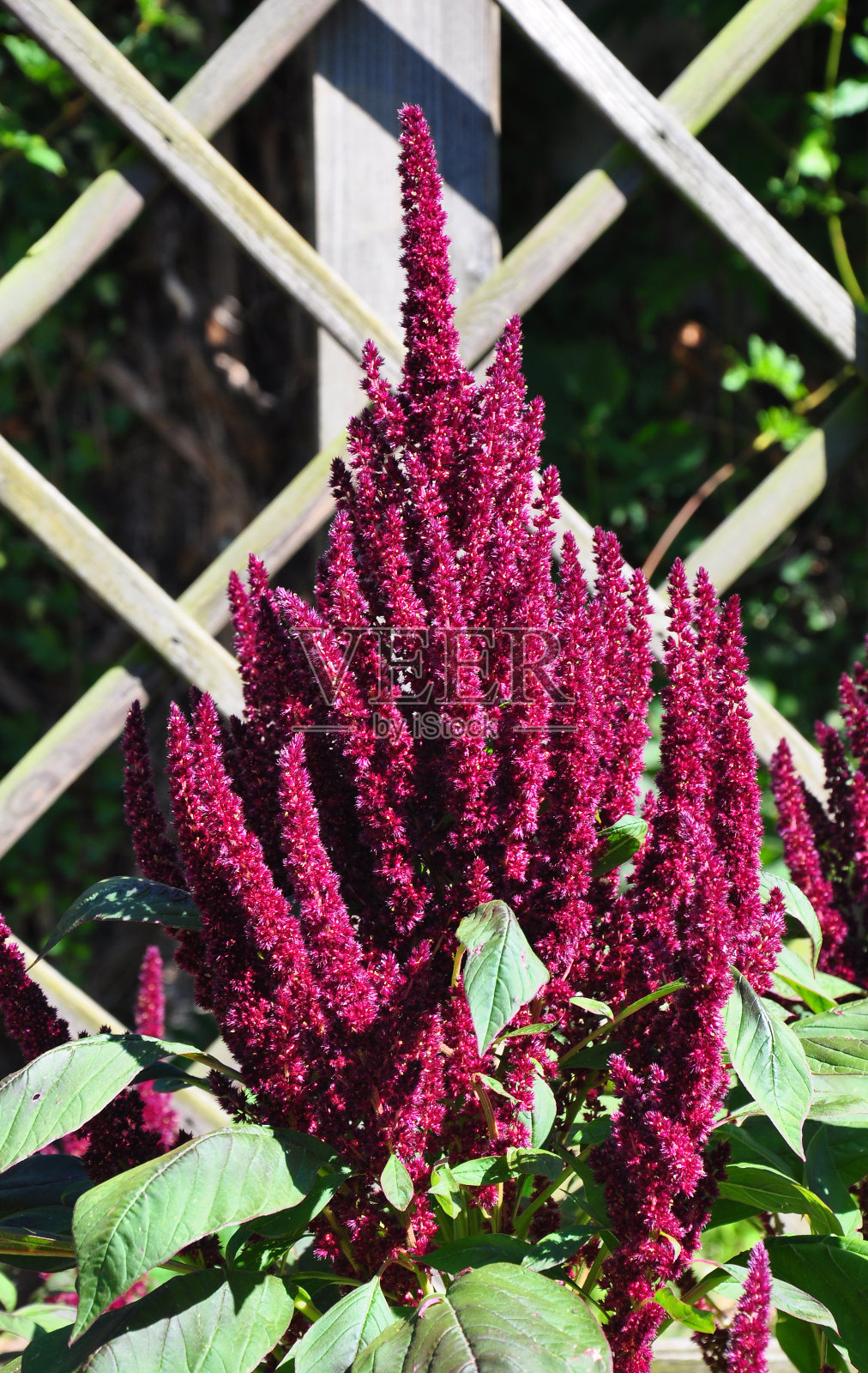 红苋菜(Amaranthus cruentus)照片摄影图片