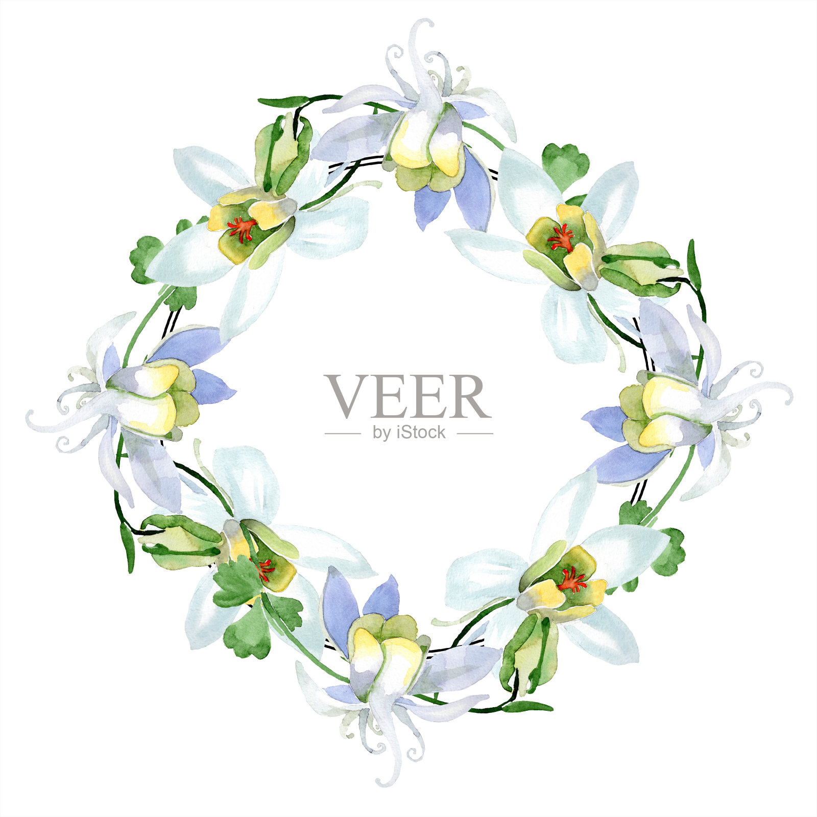 白色的耧斗菜。花卉植物的花。边框装饰花环。水彩背景插图集。美丽的水彩画风格。插画图片素材