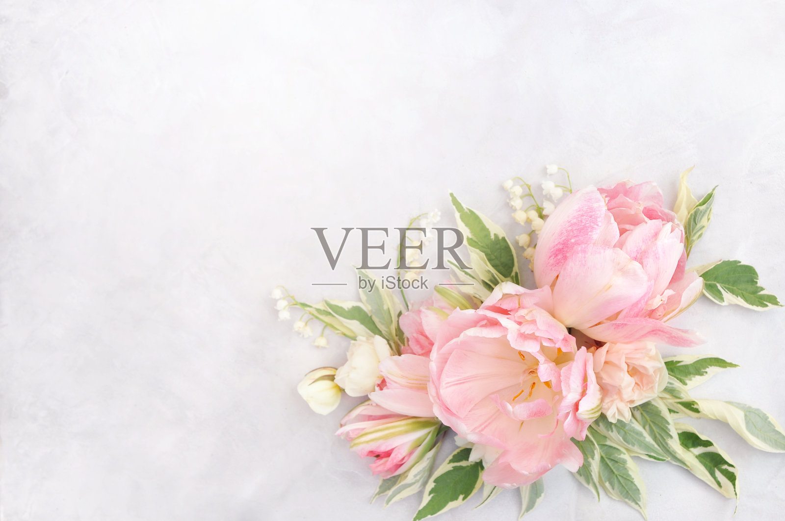 精致的郁金香盛开的春天的鲜花节日背景照片摄影图片