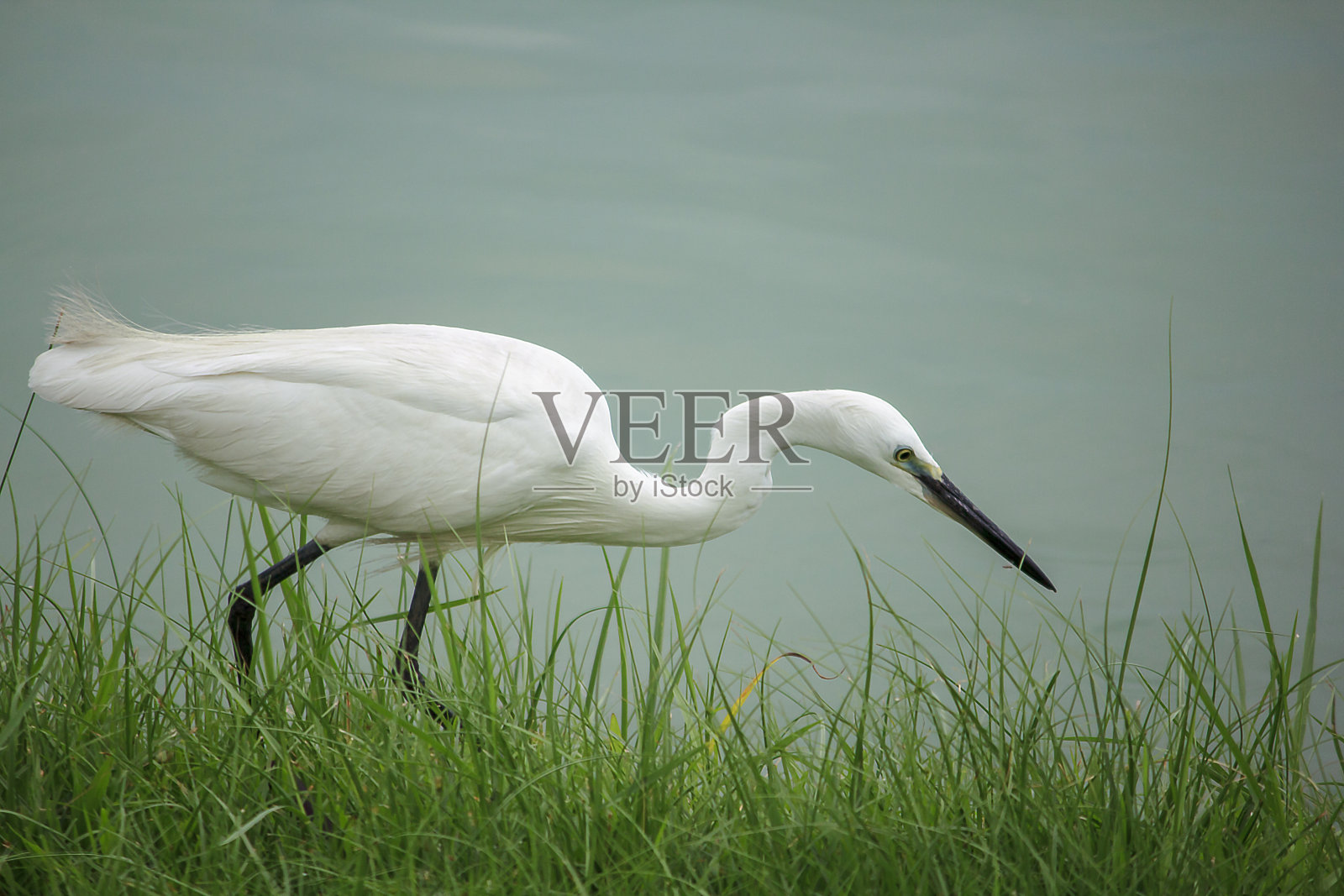 白鹭在水上行走。照片摄影图片