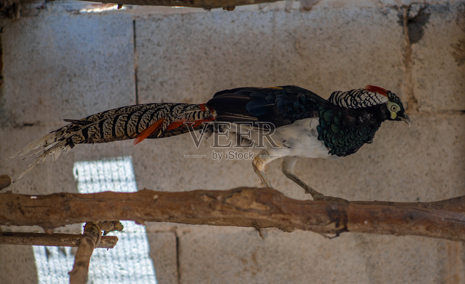 有一天在田野里照片摄影图片