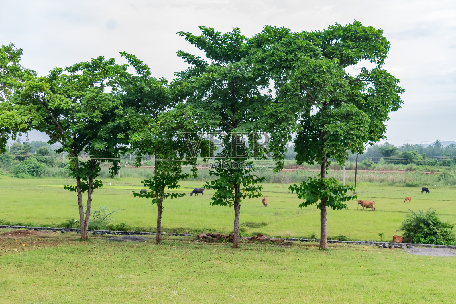 在印度花园中，四棵树排成一行，以动物放牧为背景。照片摄影图片
