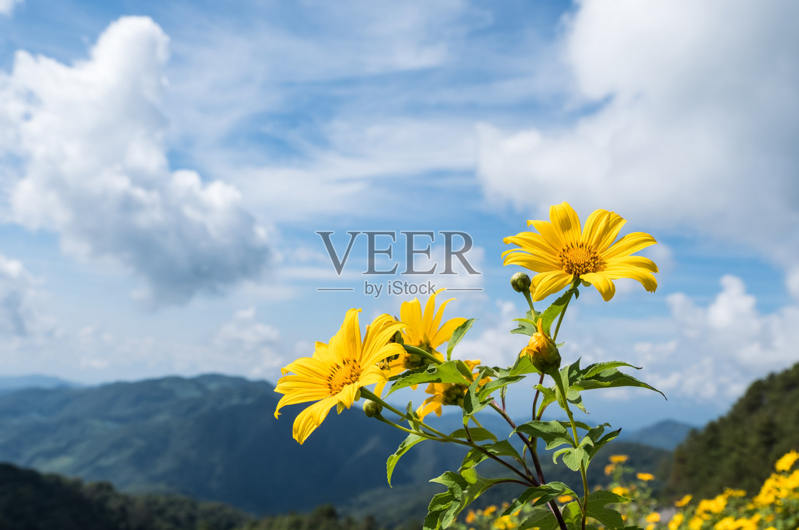 鲜树金盏花(墨西哥向日葵)。照片摄影图片