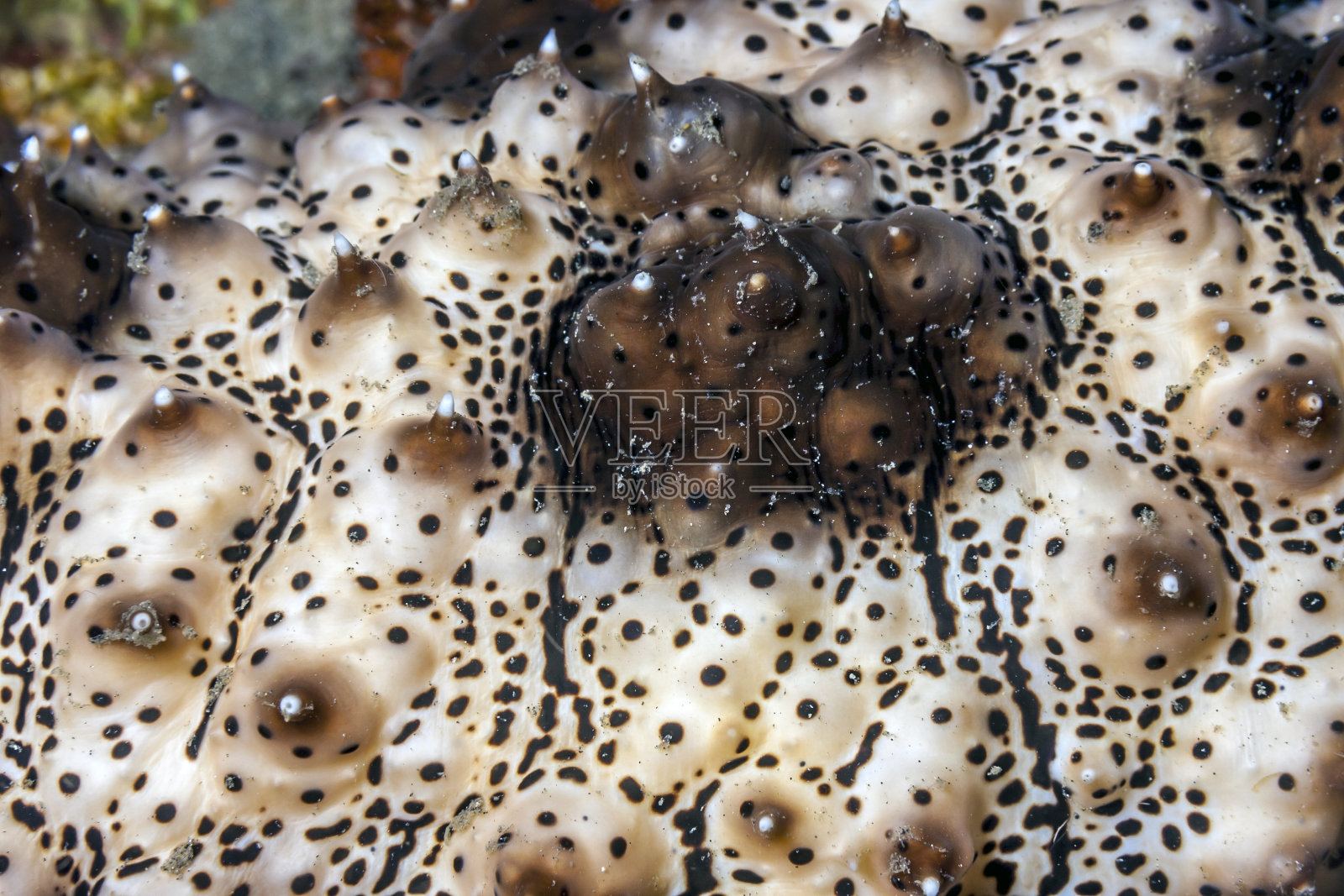 "阿斯托尼马照片摄影图片