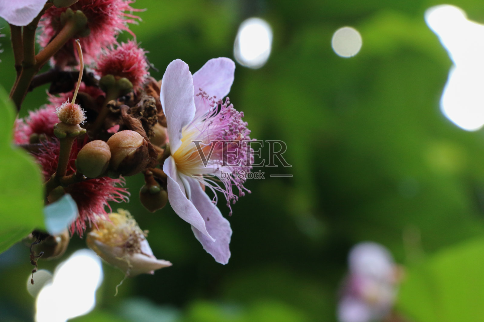 花园中的 Bixa Orellana照片摄影图片