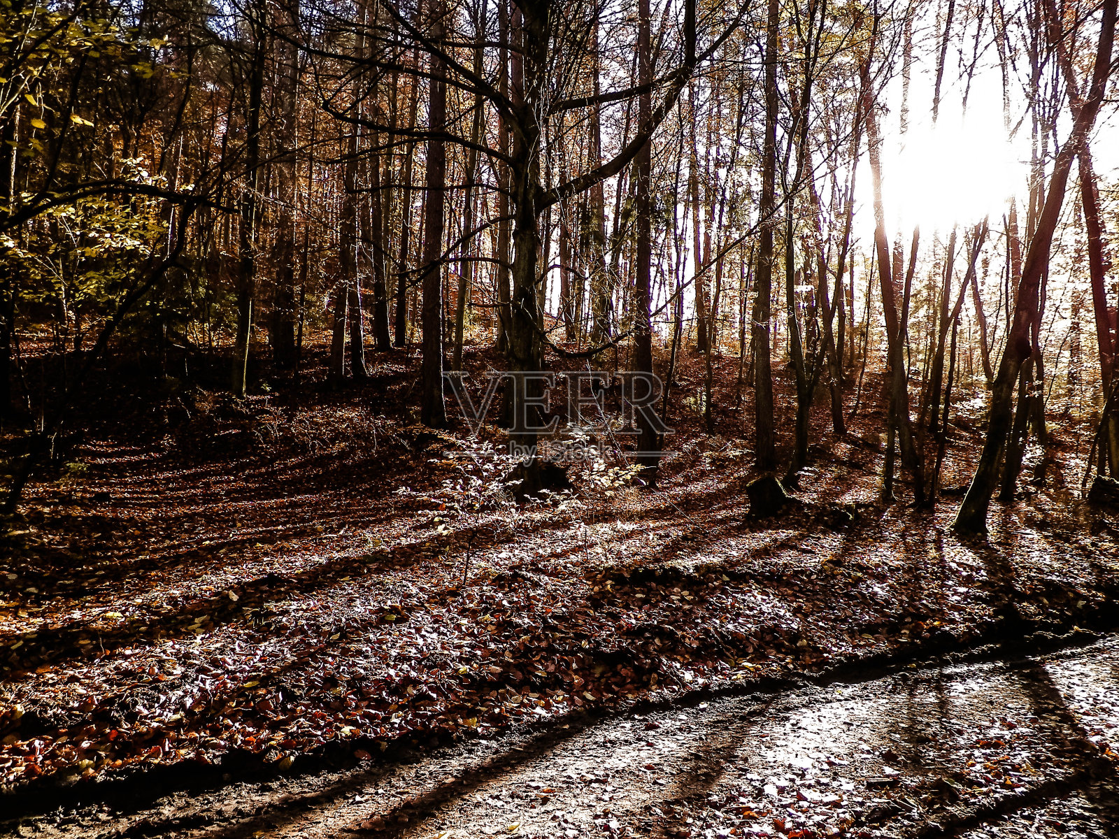阳光明媚的波兰秋日森林。照片摄影图片