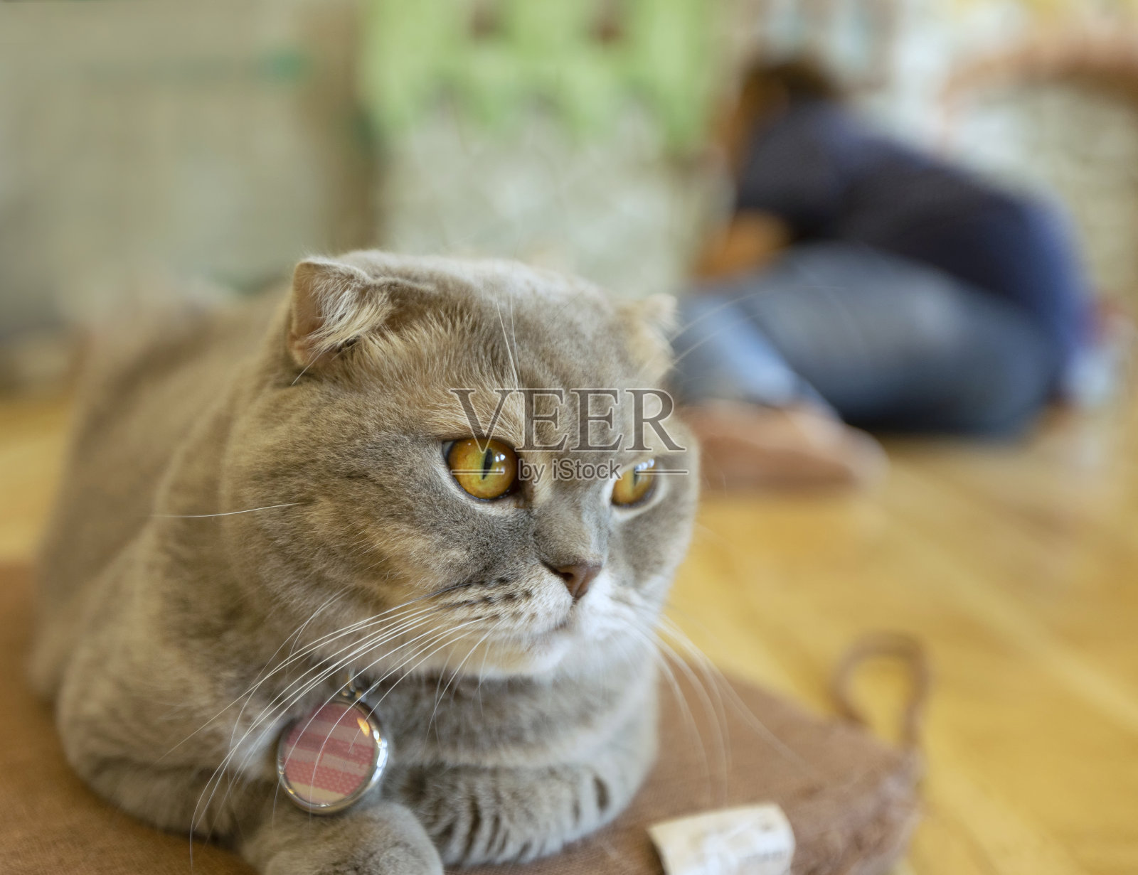 年轻的疯狂惊讶的猫使大眼睛特写。美国短毛猫惊讶猫或小猫有趣的脸大眼睛。小猫看起来又惊又怕，家猫。照片摄影图片