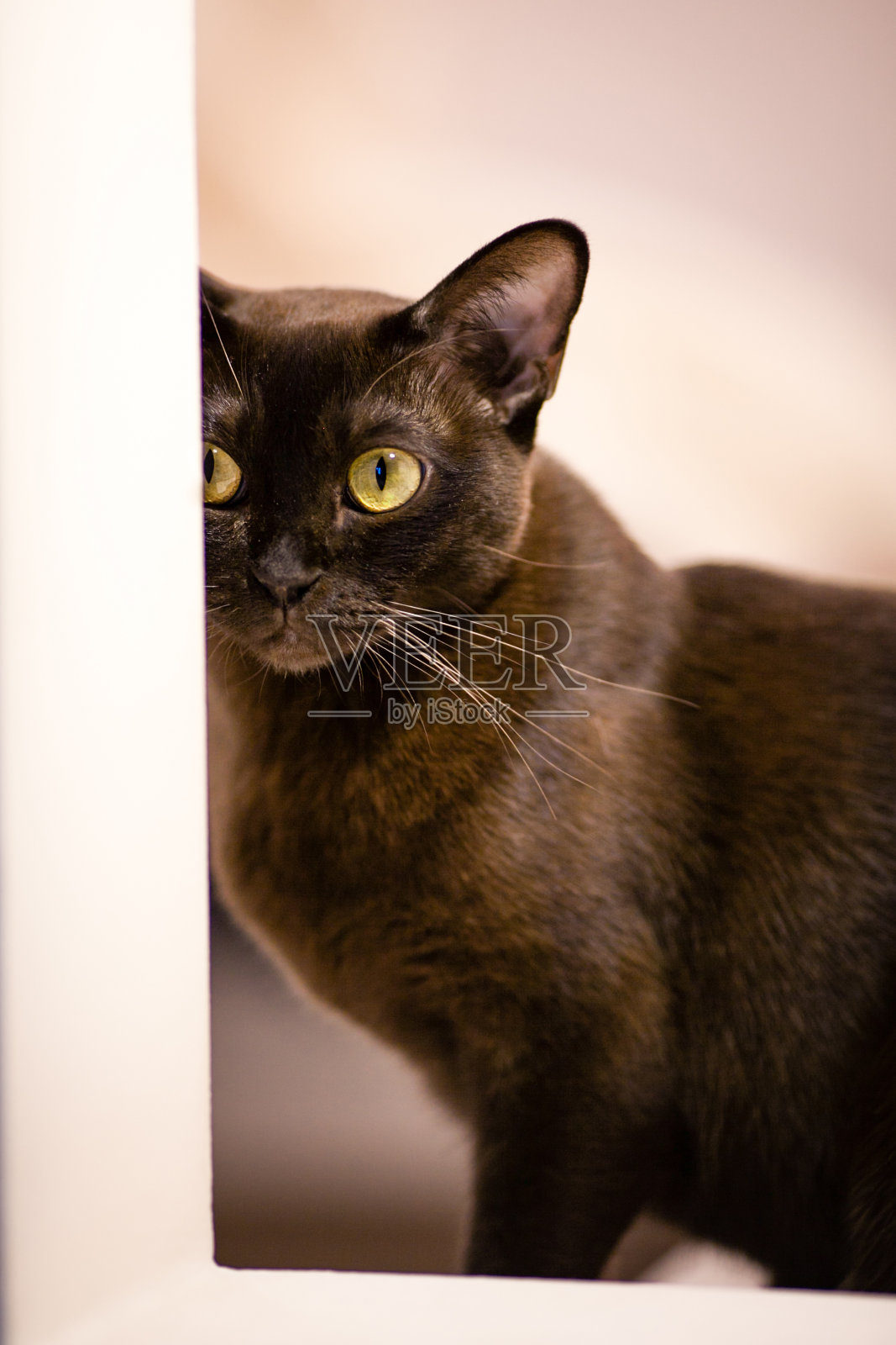 棕色年轻的缅甸猫玩耍。照片摄影图片