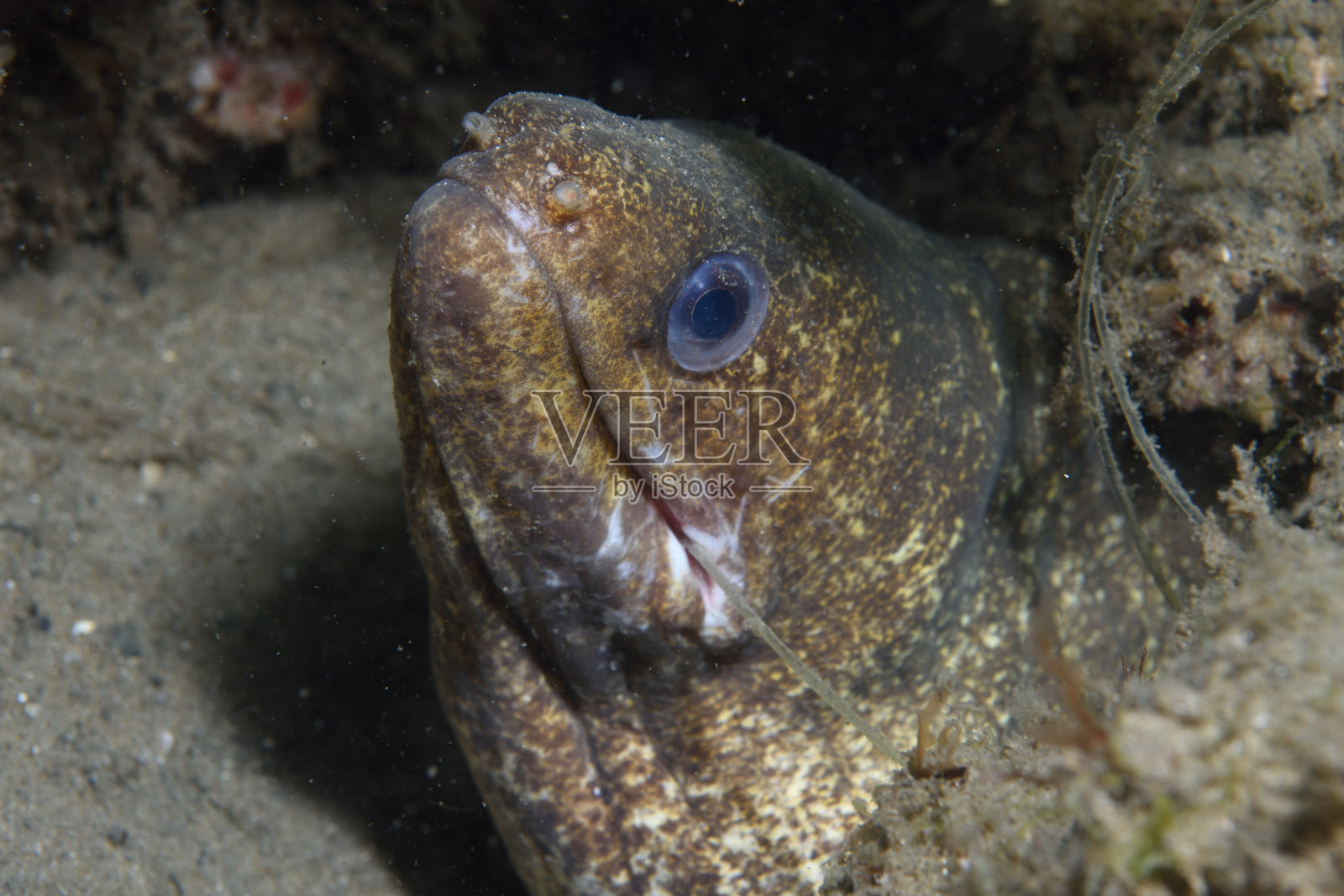 带鱼钩的海鳗，昆士兰，澳大利亚照片摄影图片