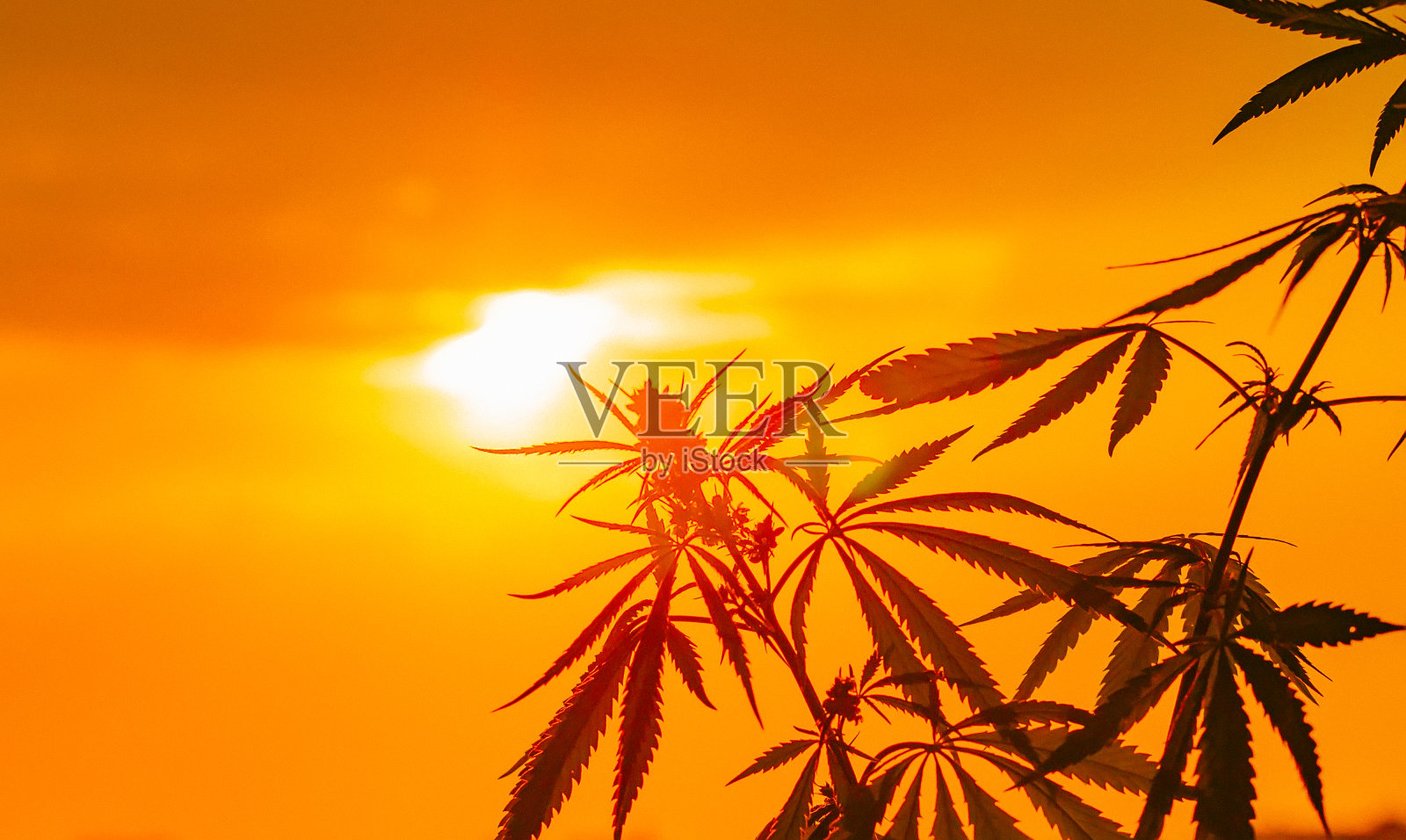 种植优质大麻和大麻产品。大麻、印度大麻中的药用THC和CBD含量。高质量的。合法大麻在收获前就在阳光下播种照片摄影图片