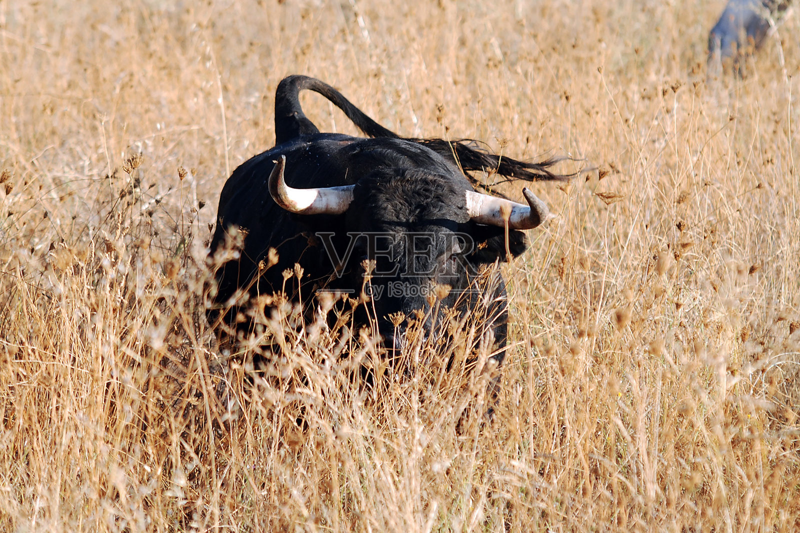 牛照片摄影图片