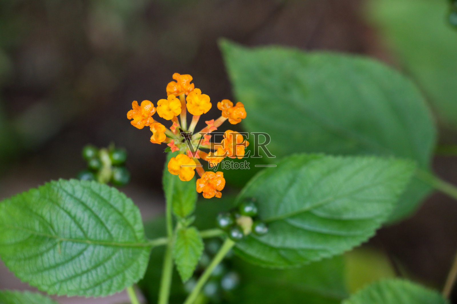 花园里的篱花照片摄影图片