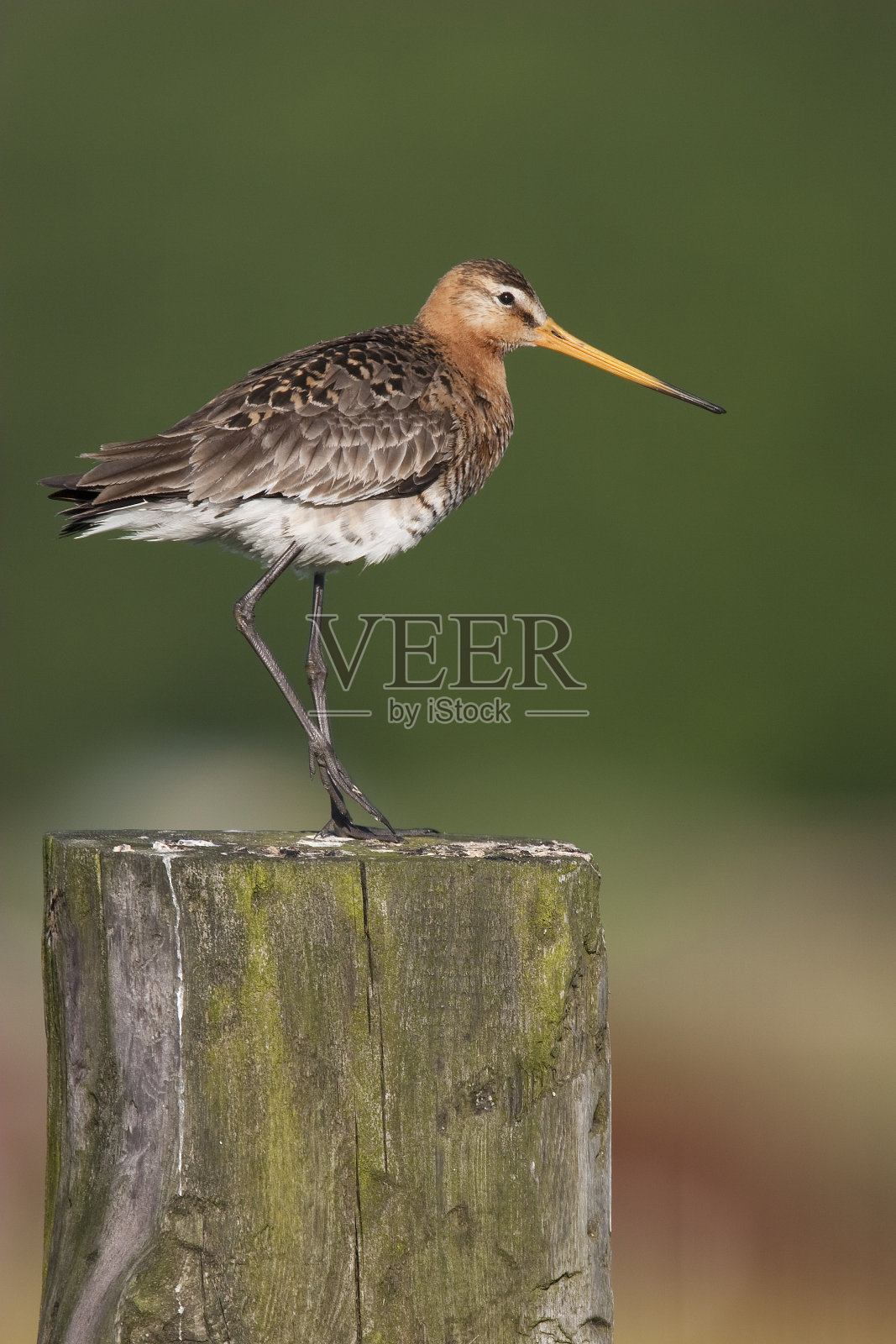 grutto;arquata arquata;黑色后戈德维特照片摄影图片