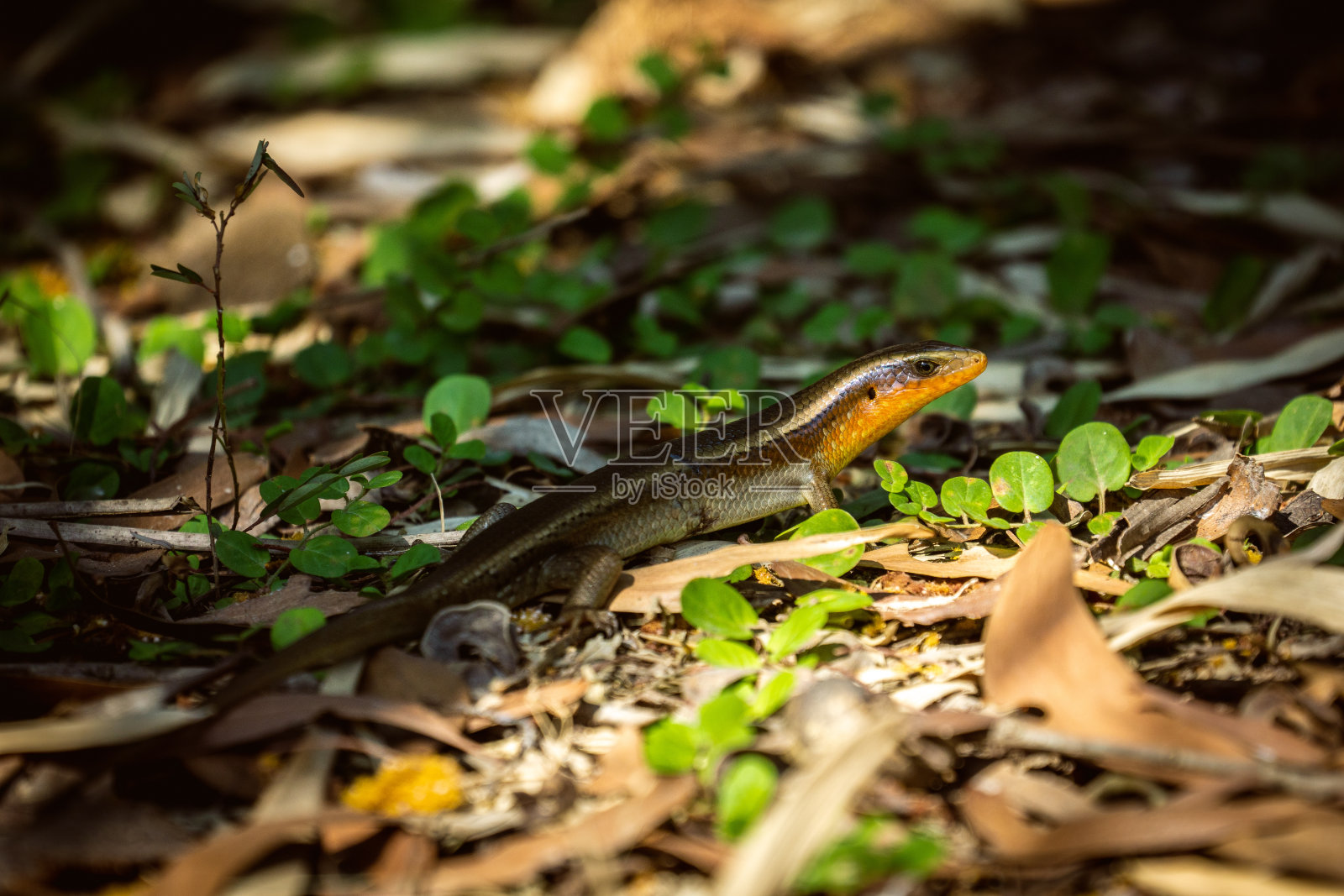 矮树丛中的金石龙子照片摄影图片
