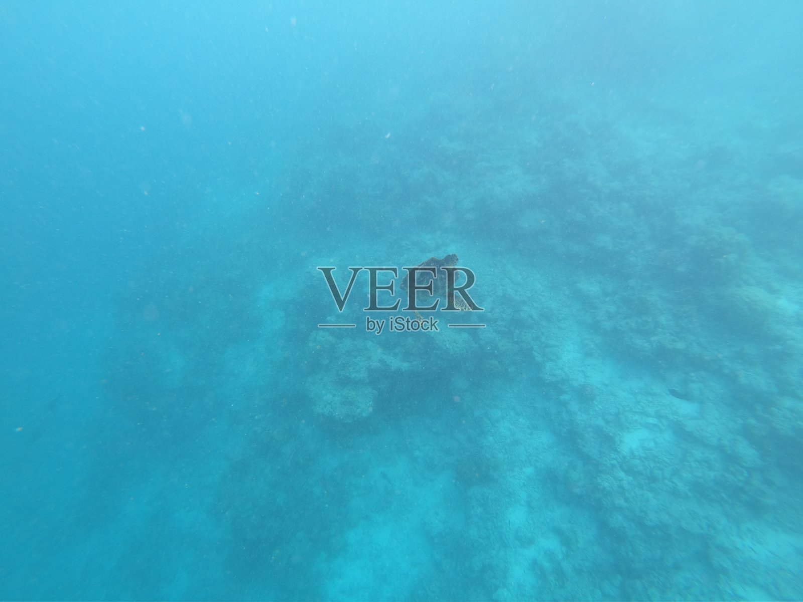 马尔代夫亚洲男性照片摄影图片