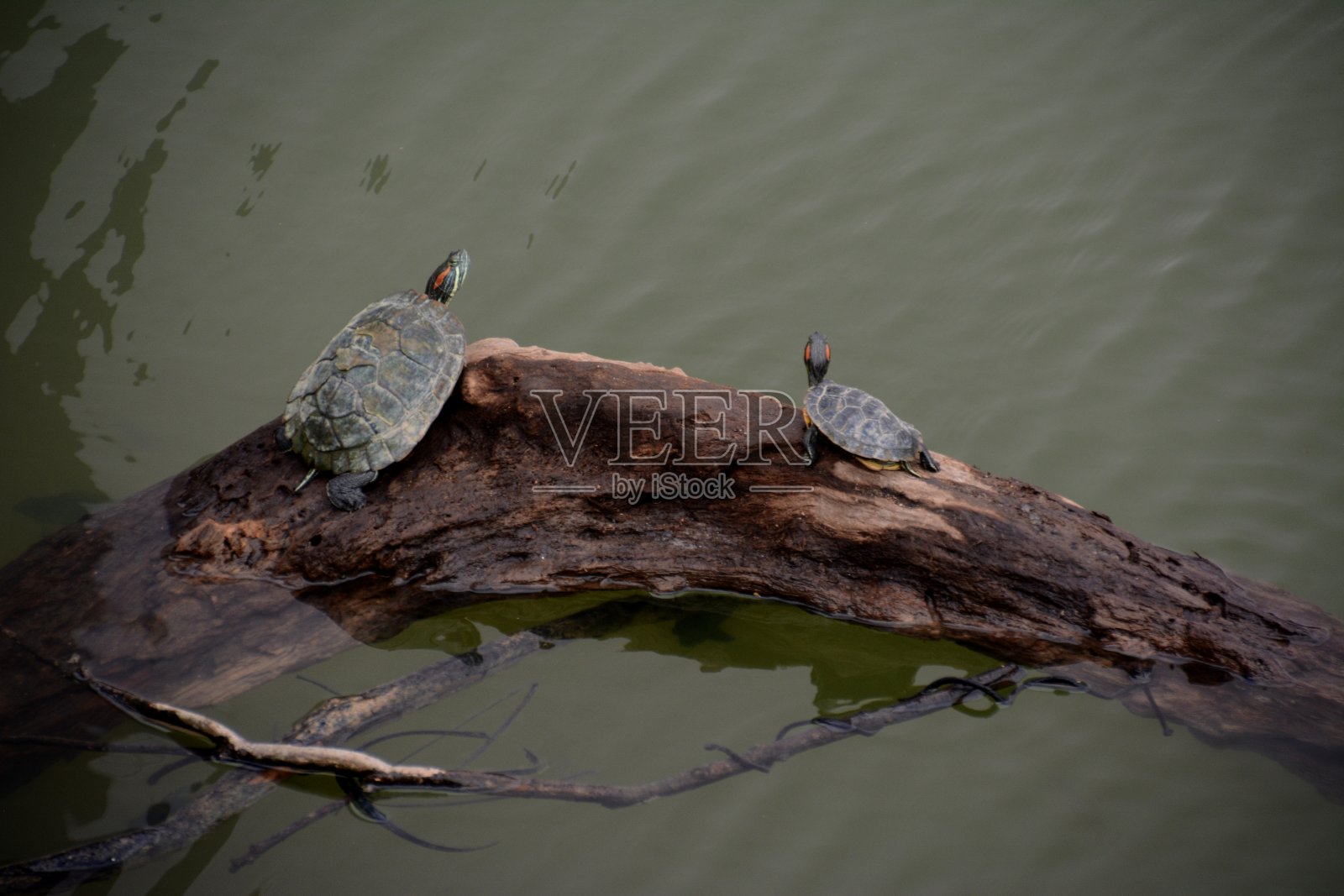 香港大潭水塘的海龟照片摄影图片