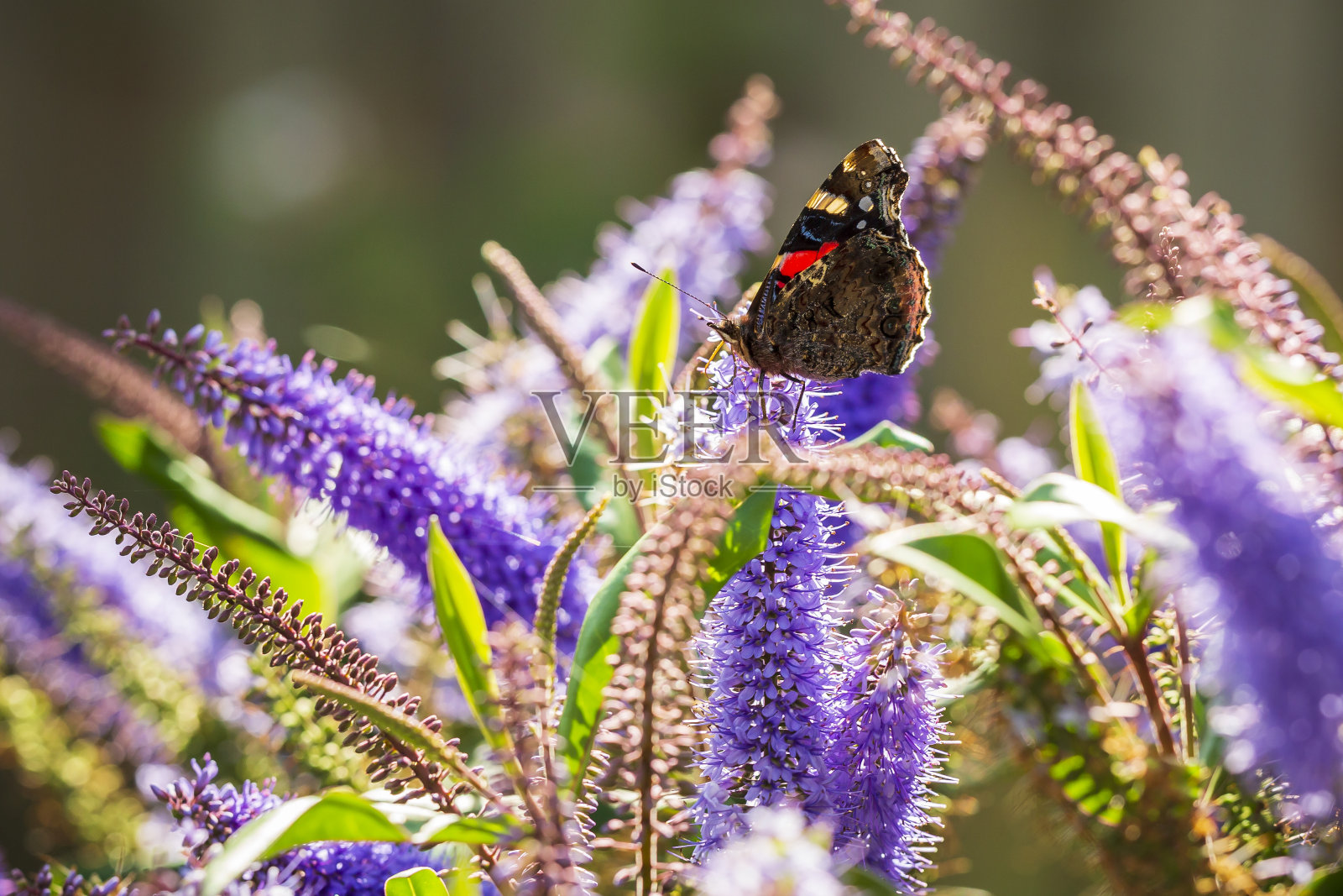 红色上将蝴蝶，凡妮莎·亚特兰大，蓝色花朵照片摄影图片