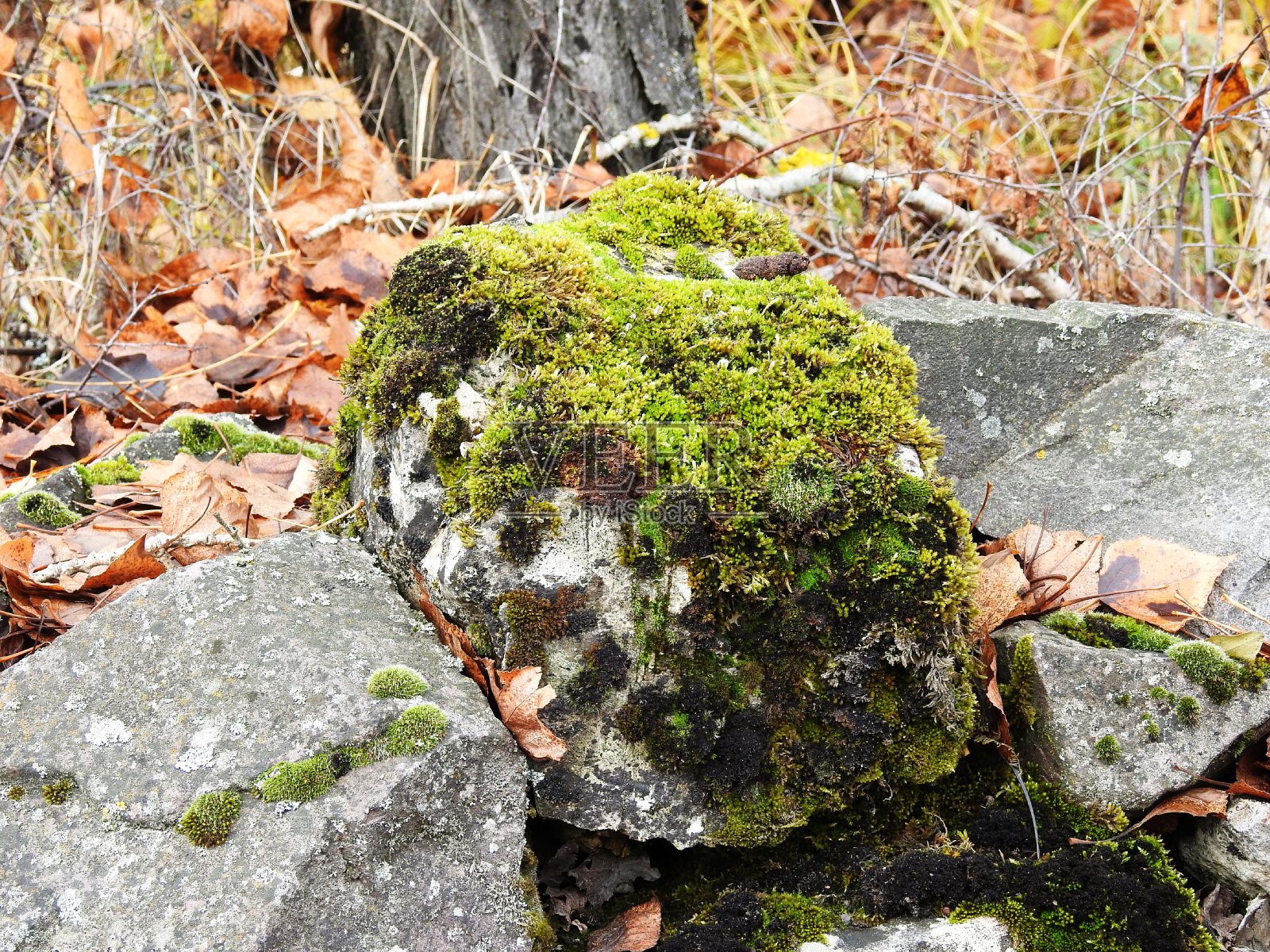秋天有苔藓的石头照片摄影图片